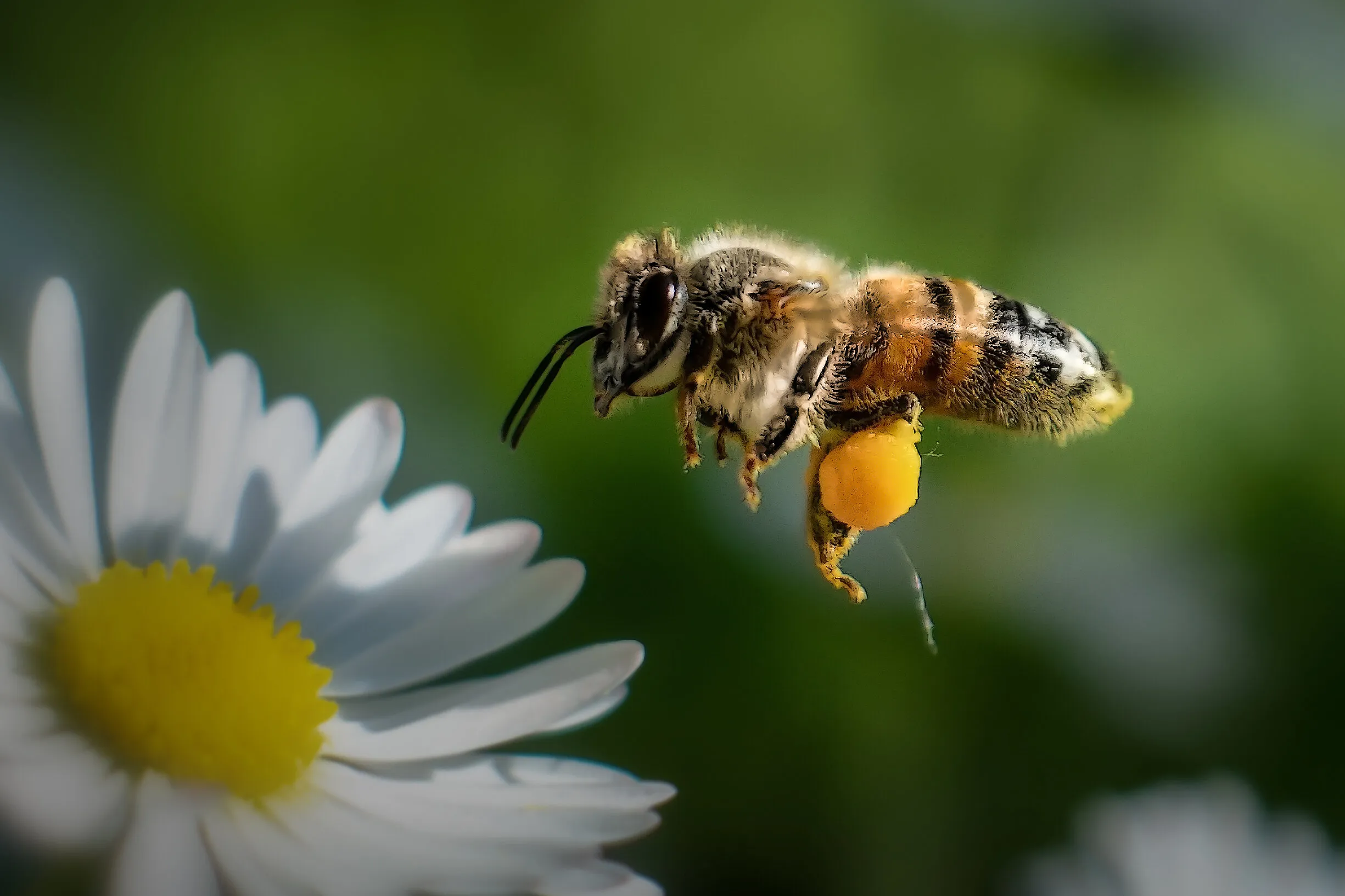 Bee
