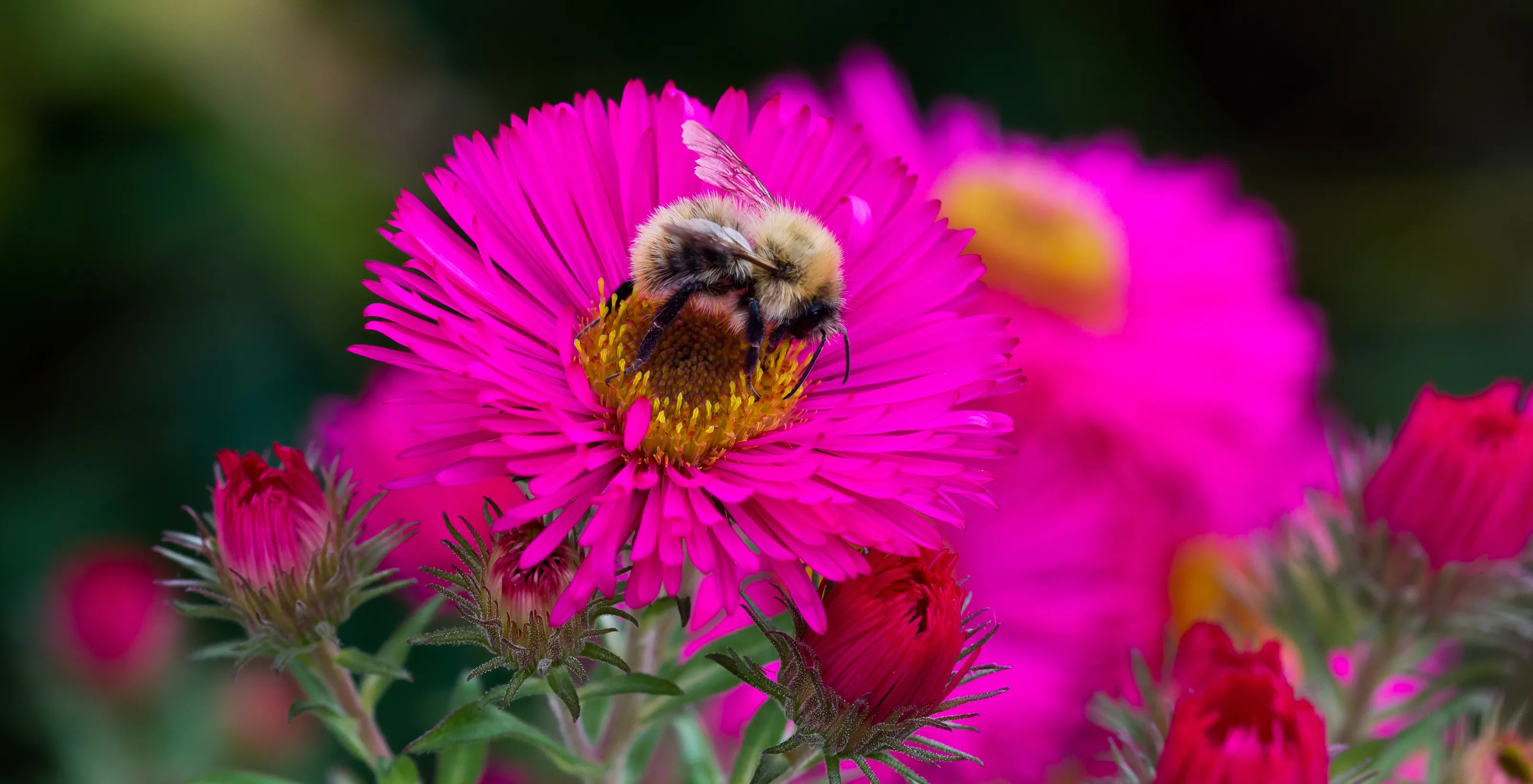Bee