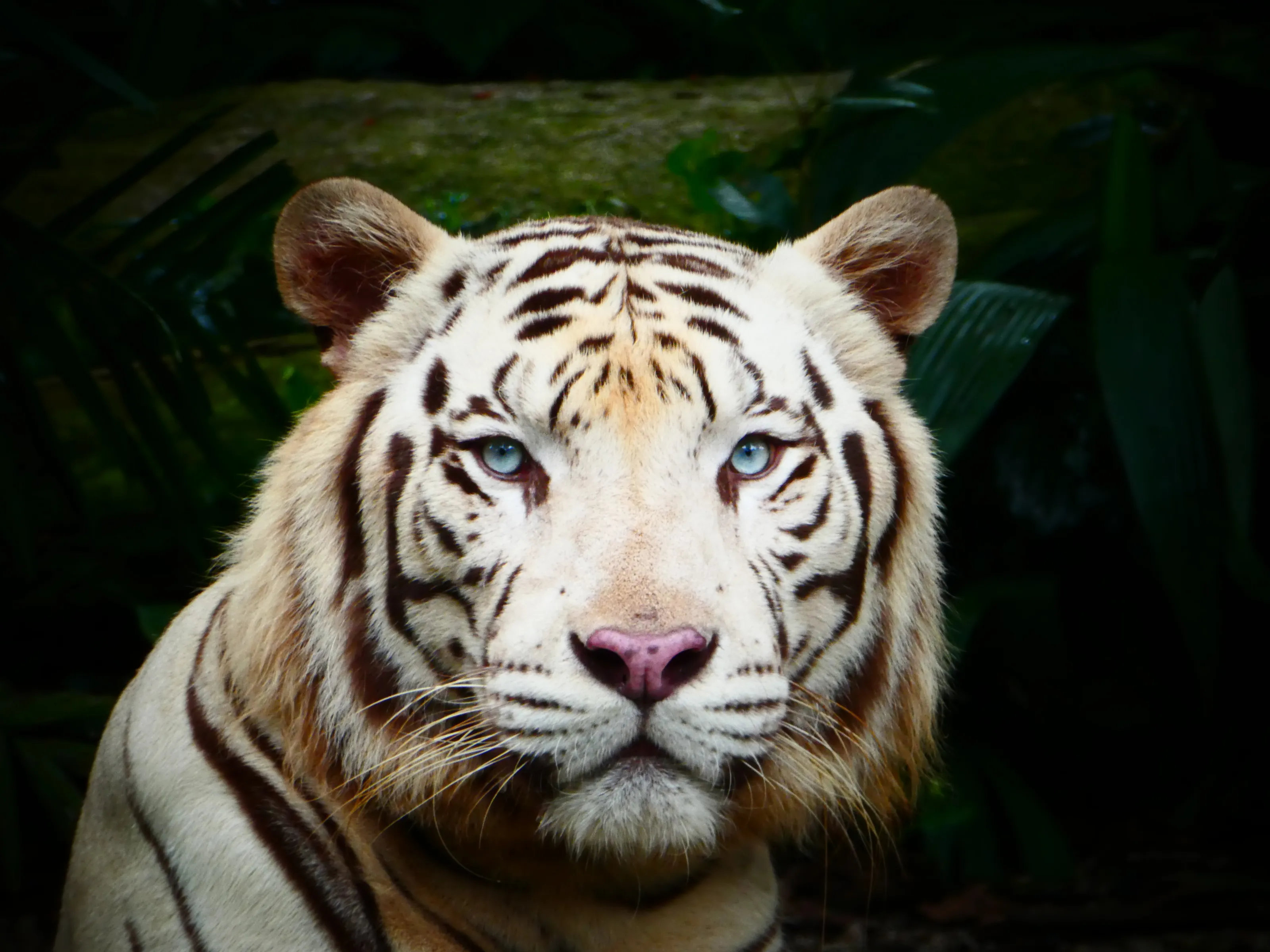 White Tiger