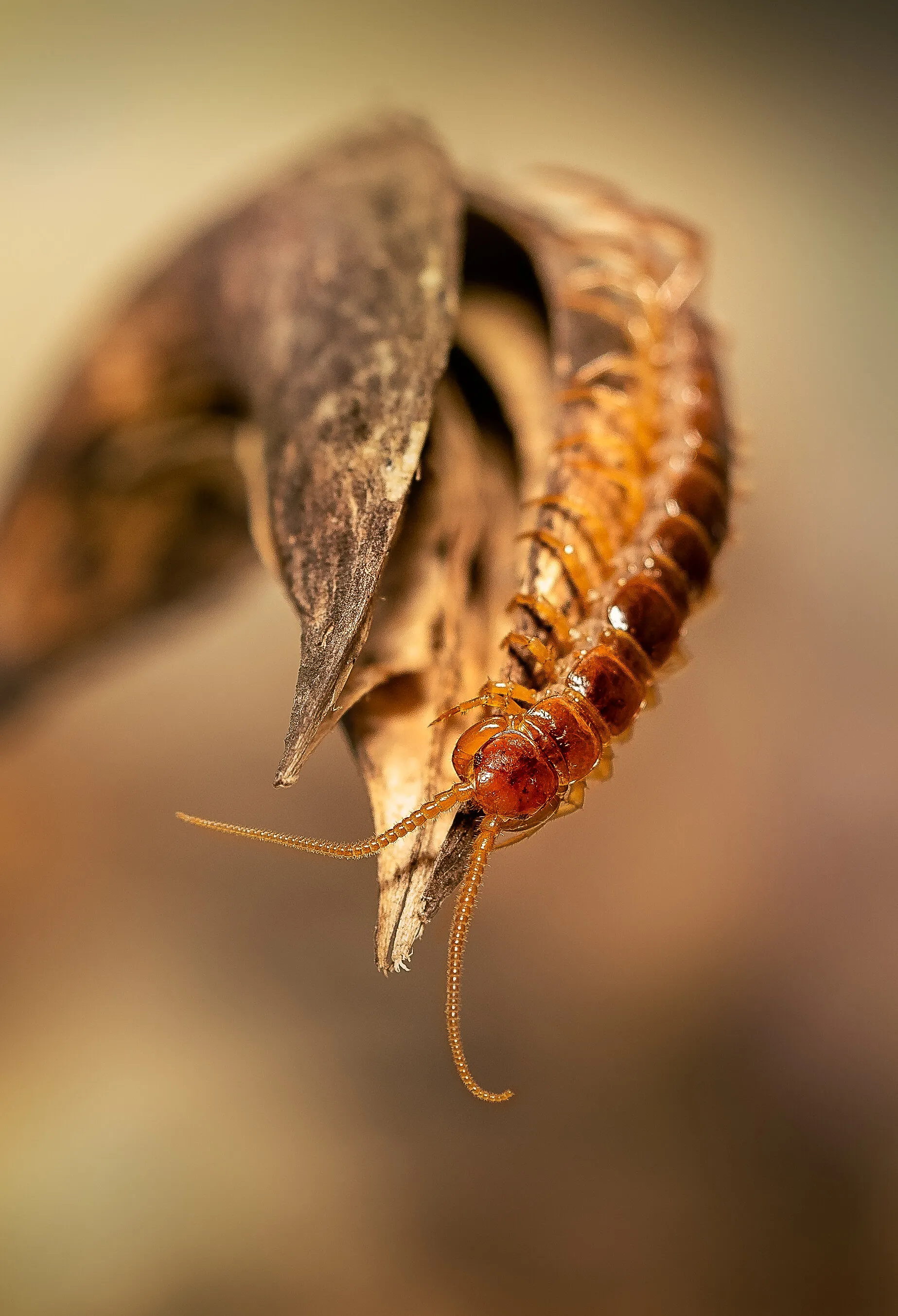 NZ Garden Predator - The Centipede