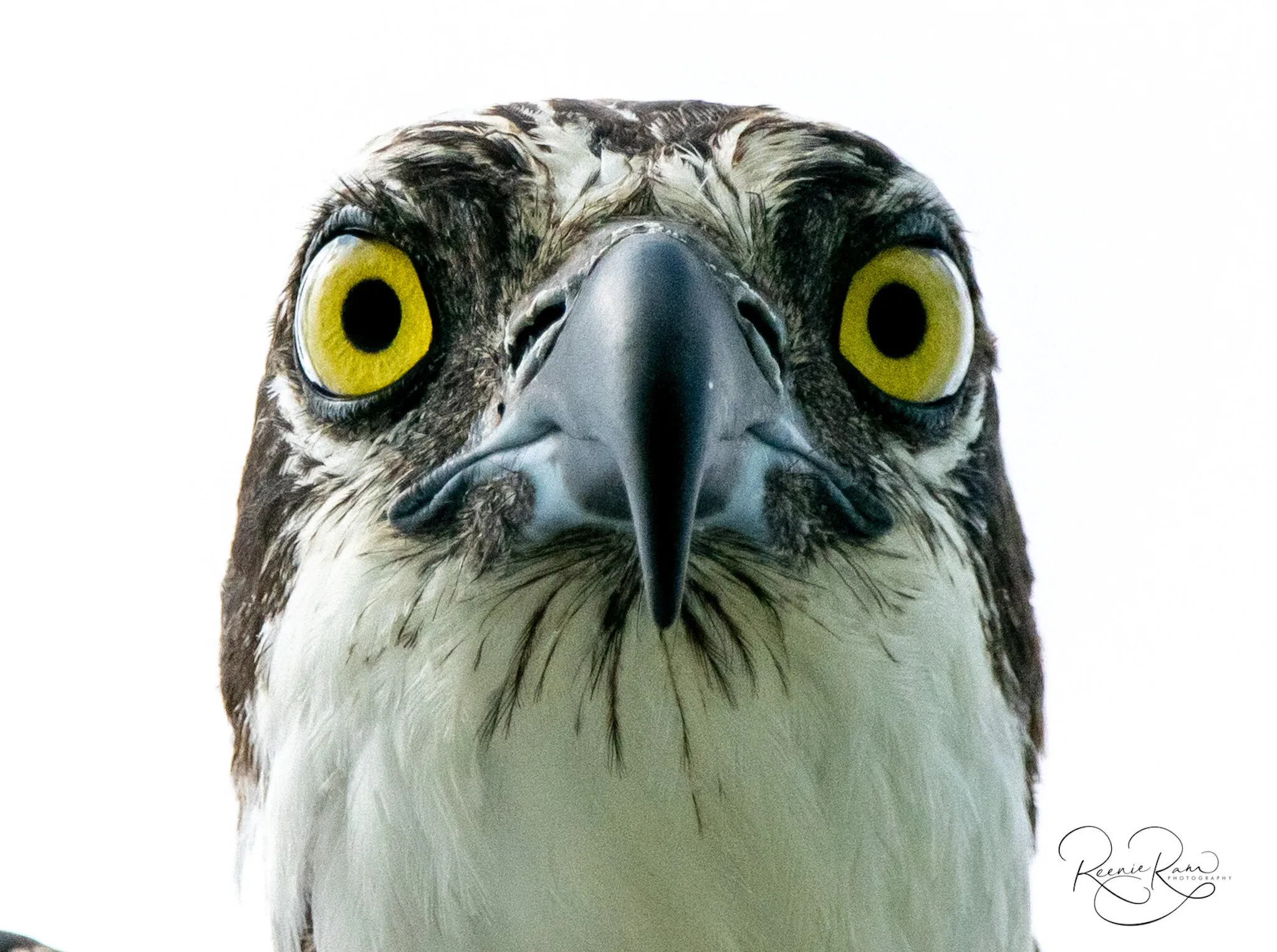 The eyes of an Osprey