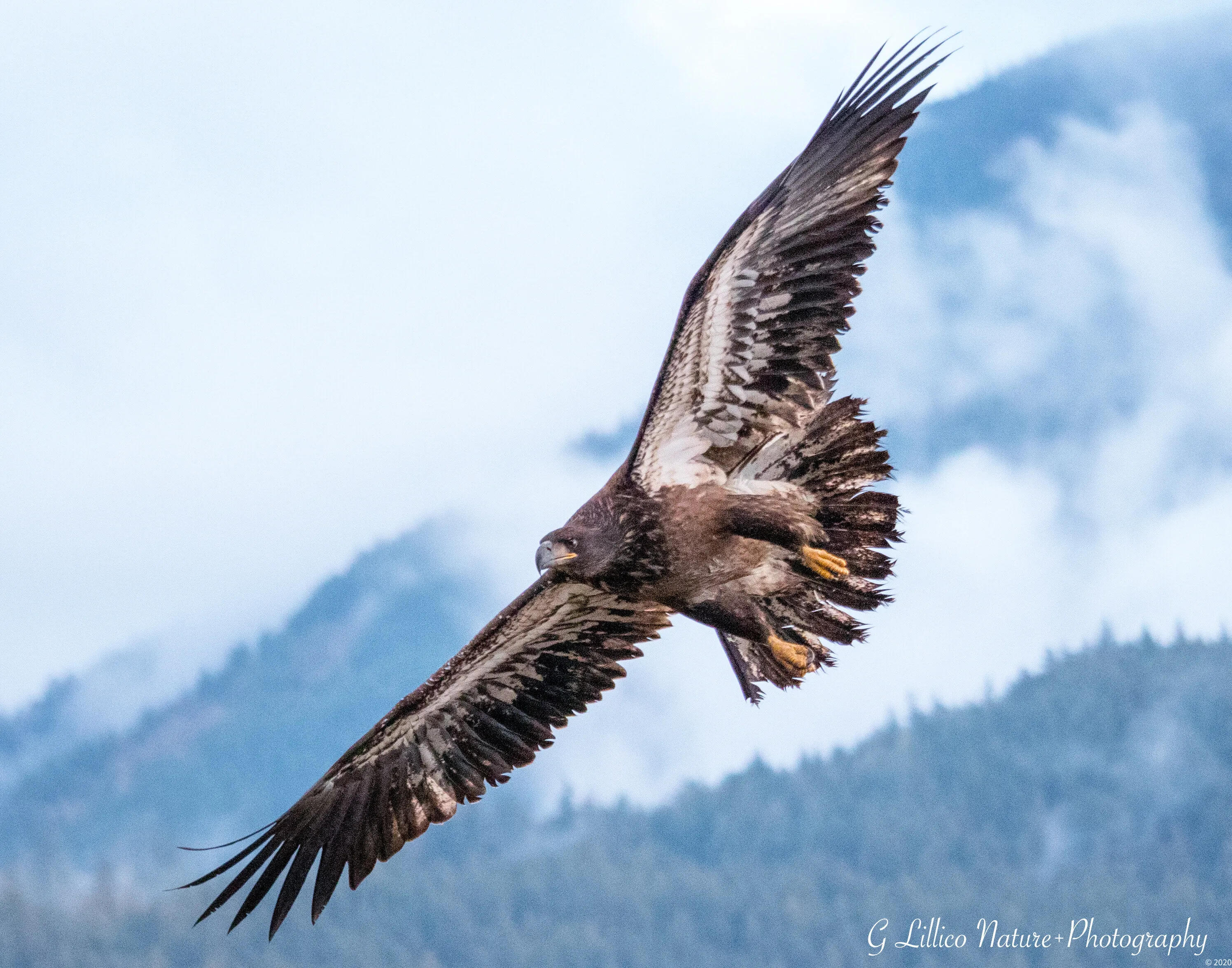 Searching for Salmon