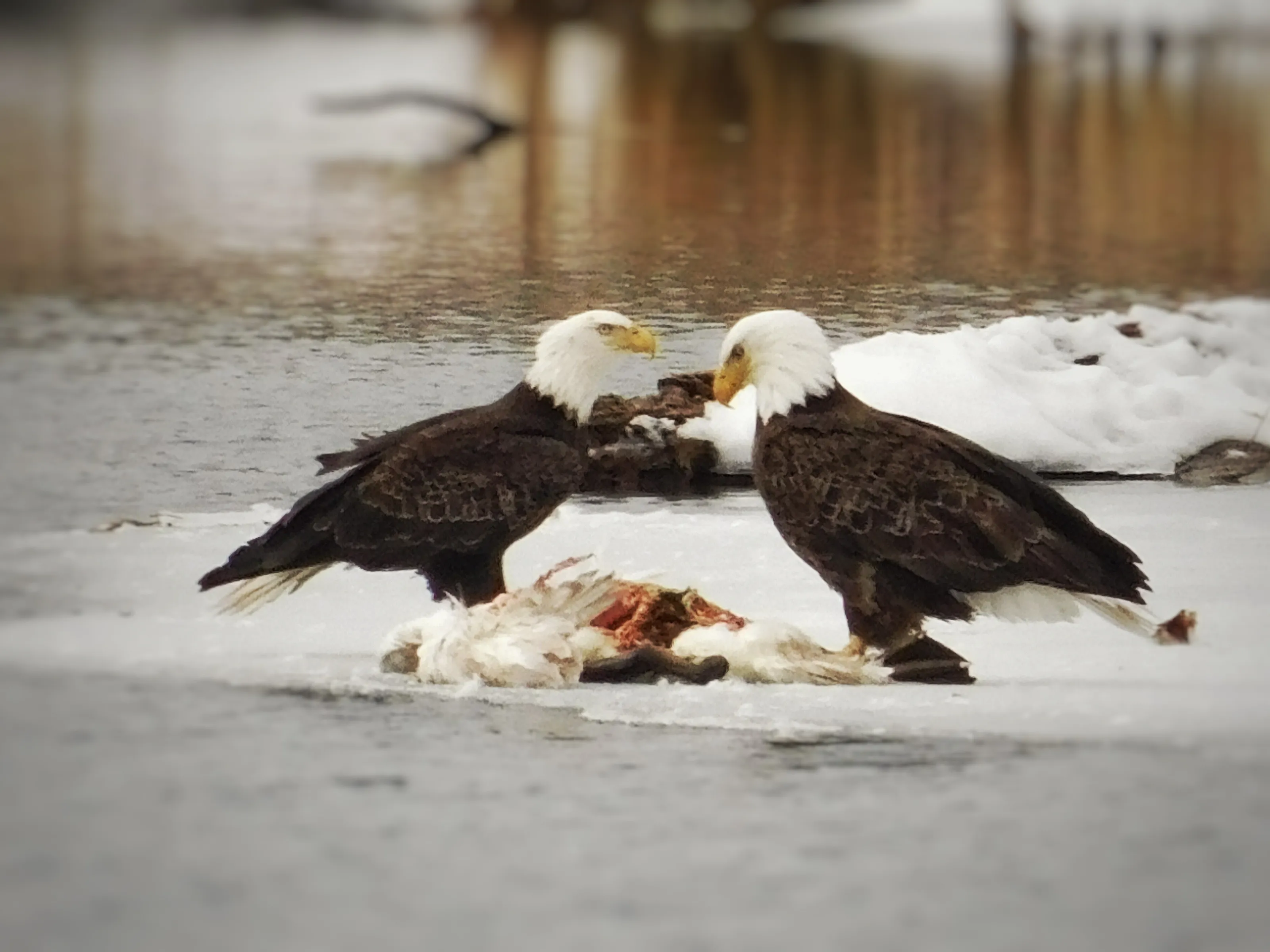 Reward of the Hunt