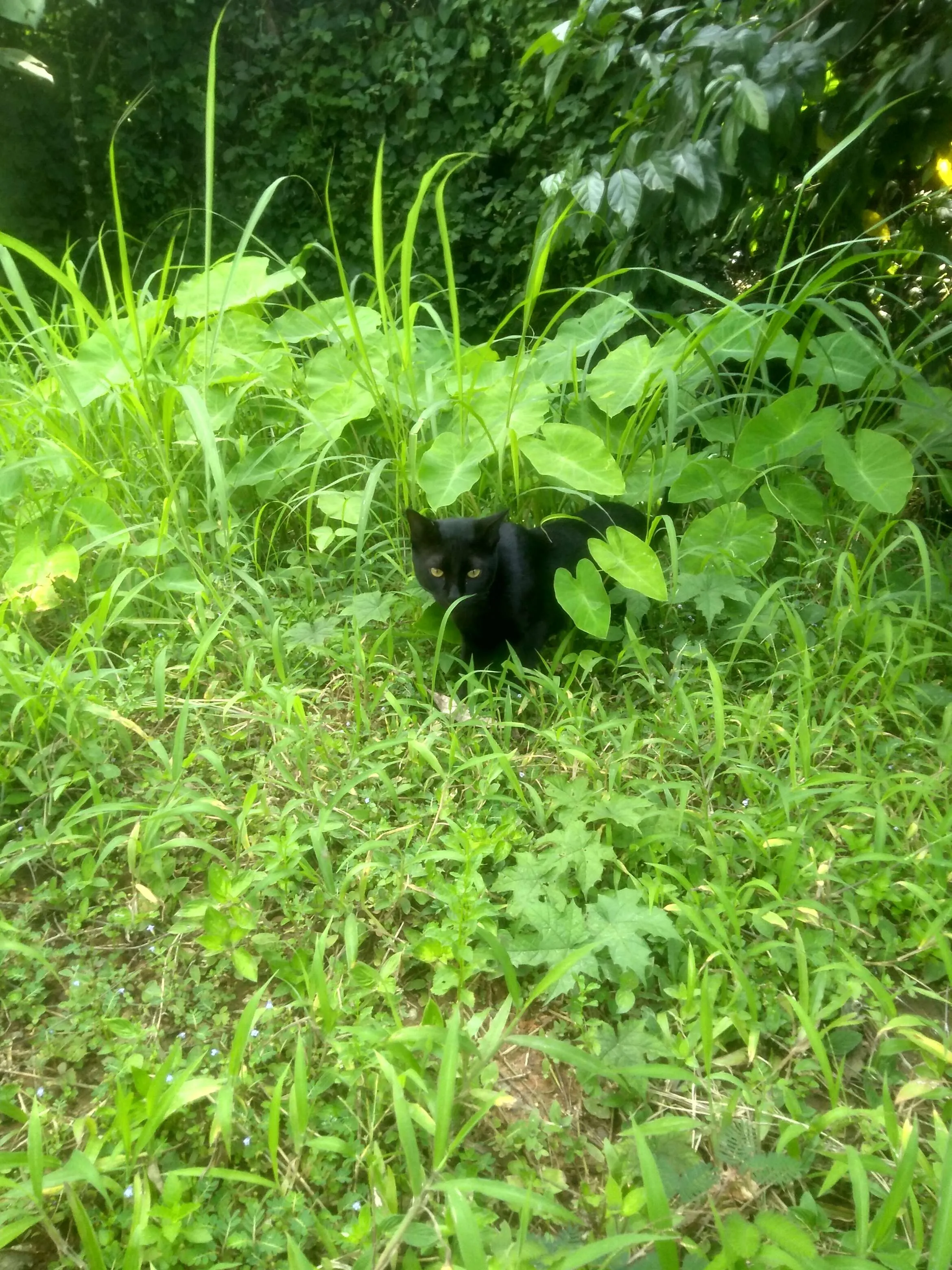 Pikaboo