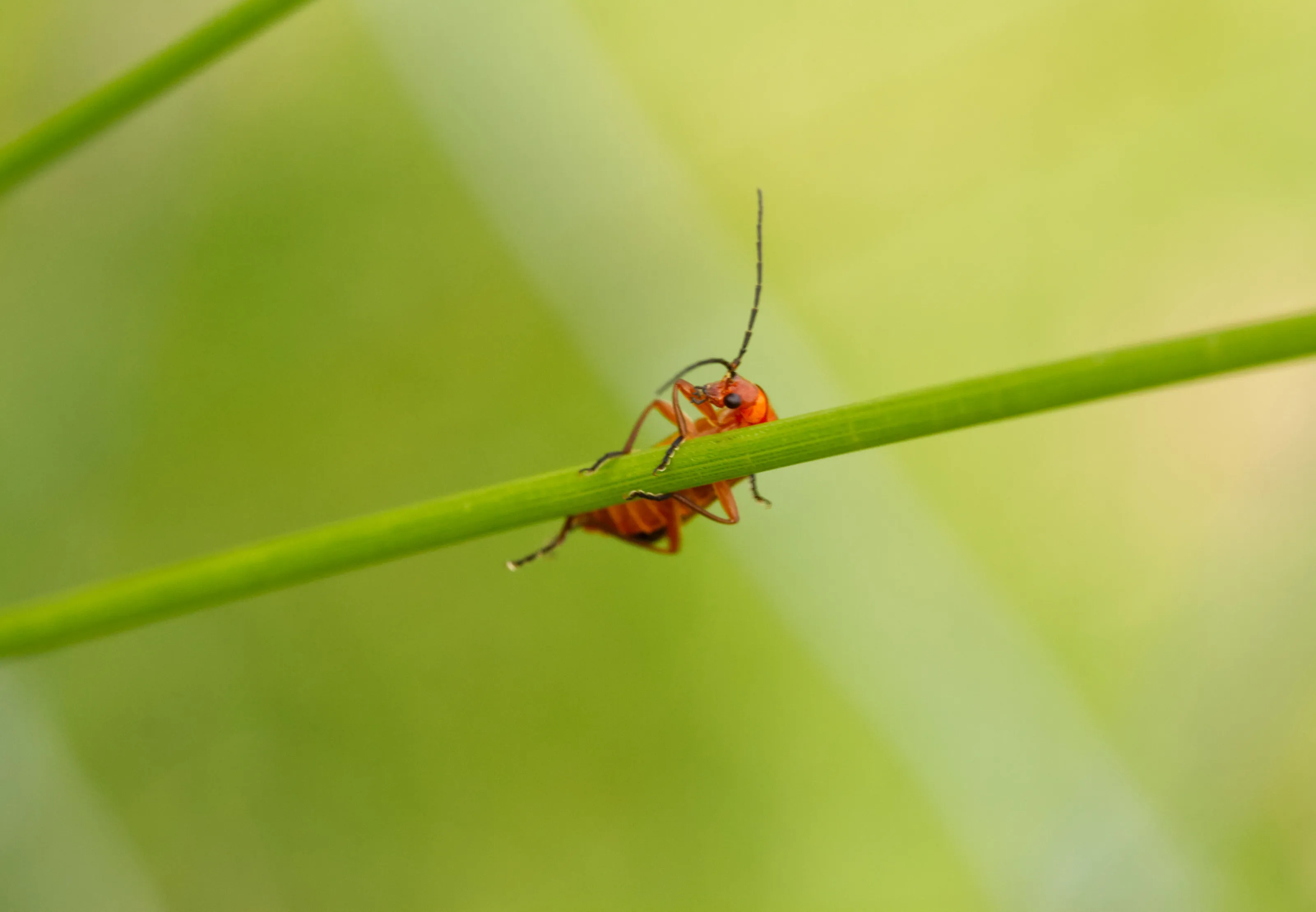 hanging on