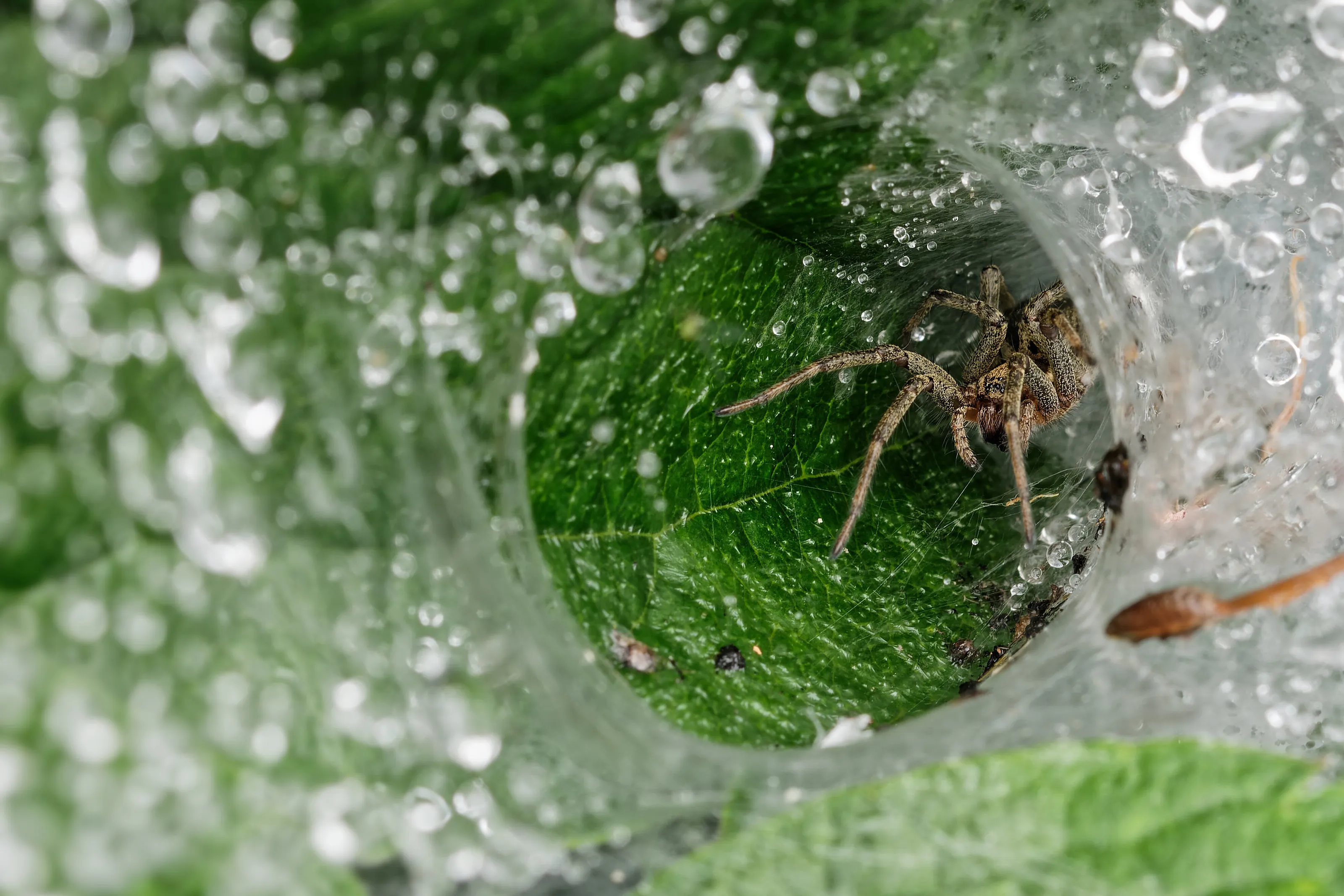 A Labyrinth Spider in dew-covered web