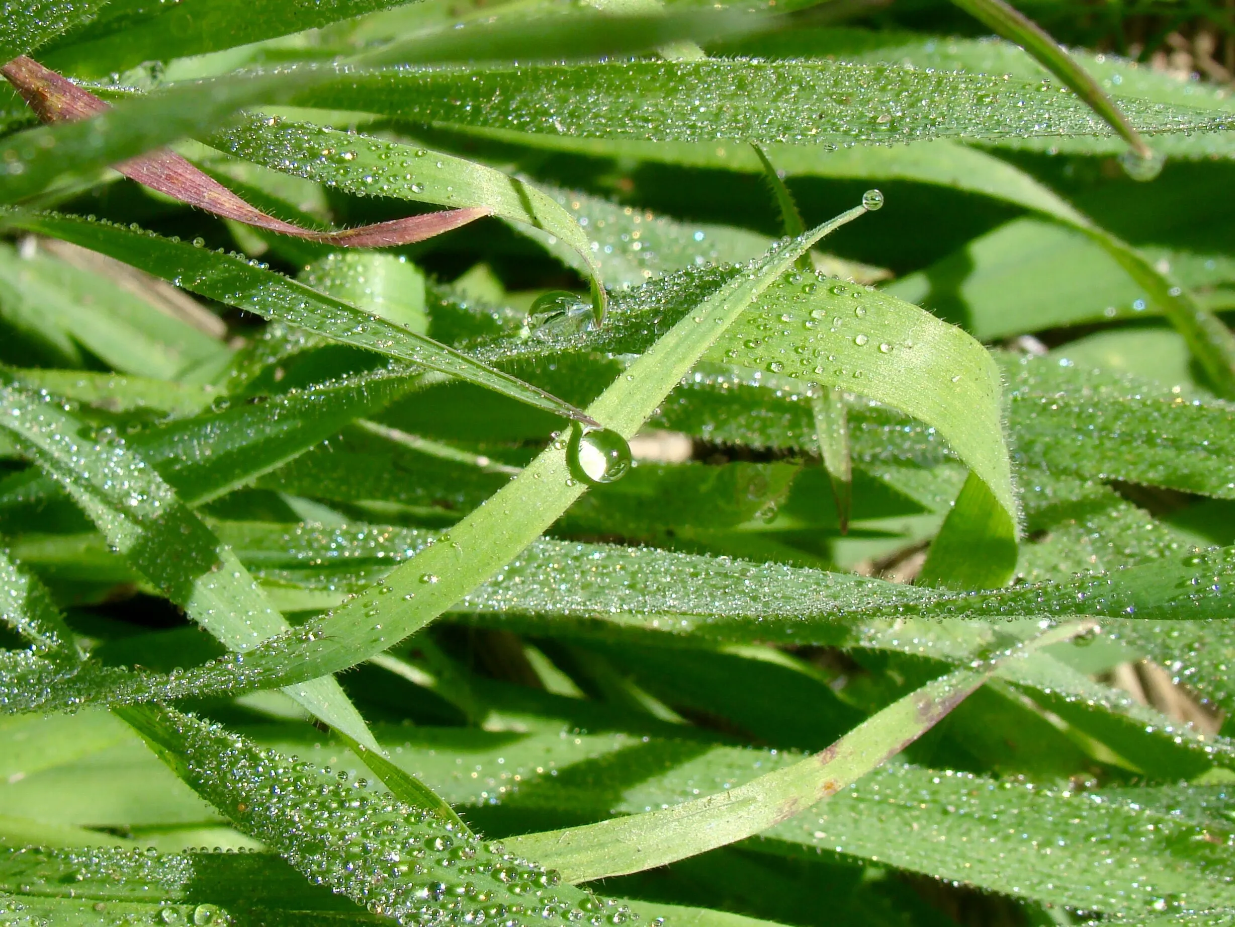 Dewdrops