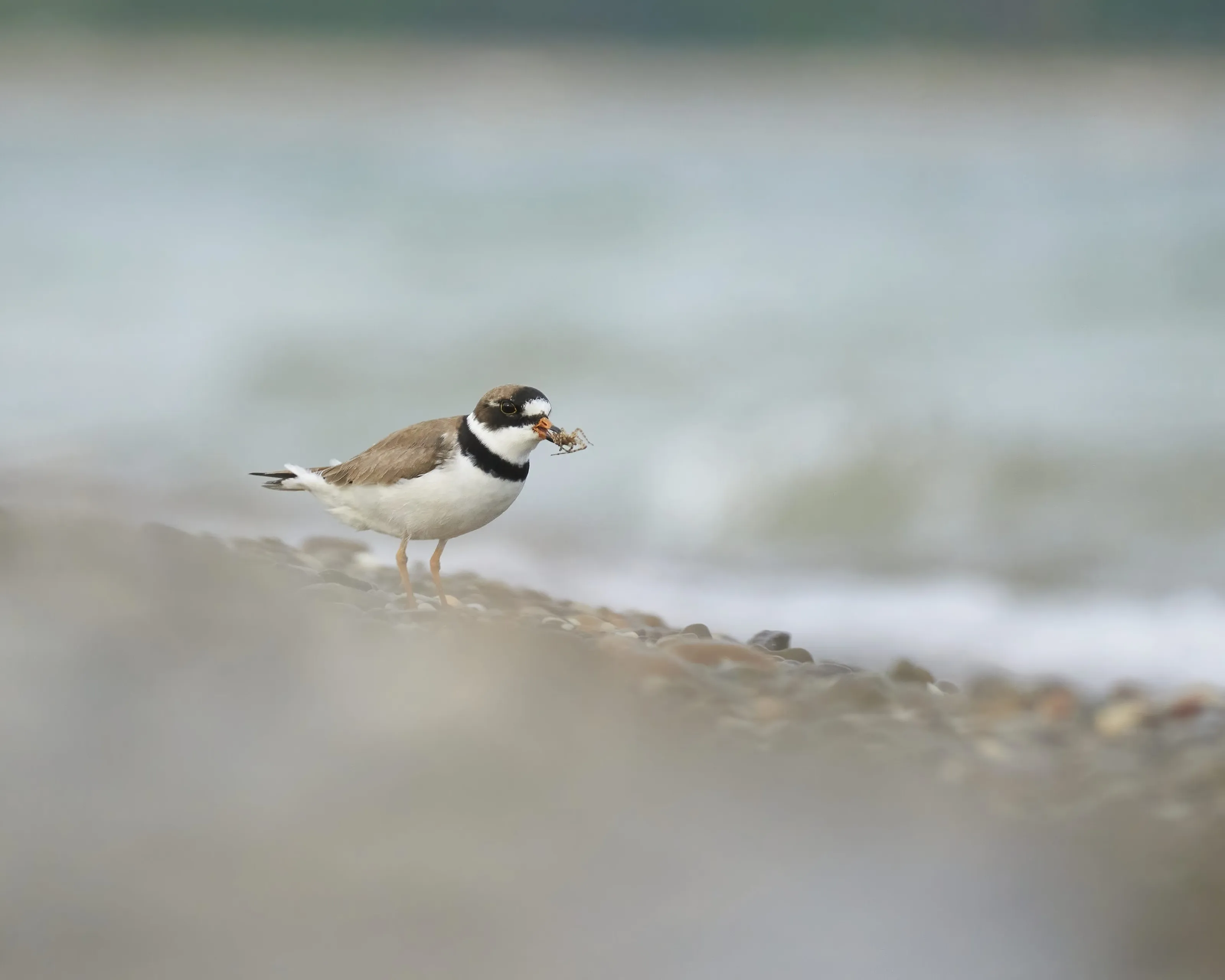Semipalmated Plover with a Spider