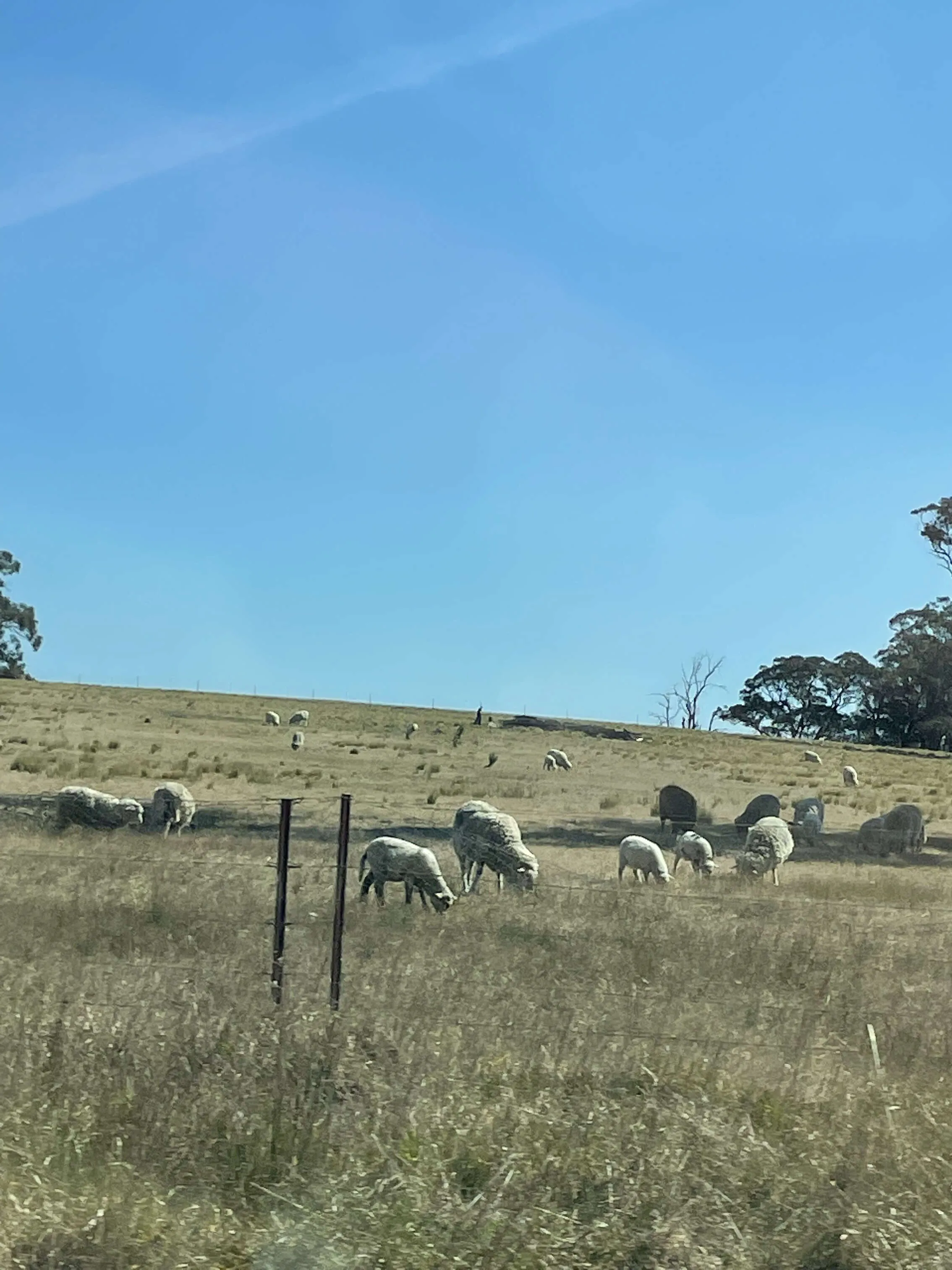 Sheep