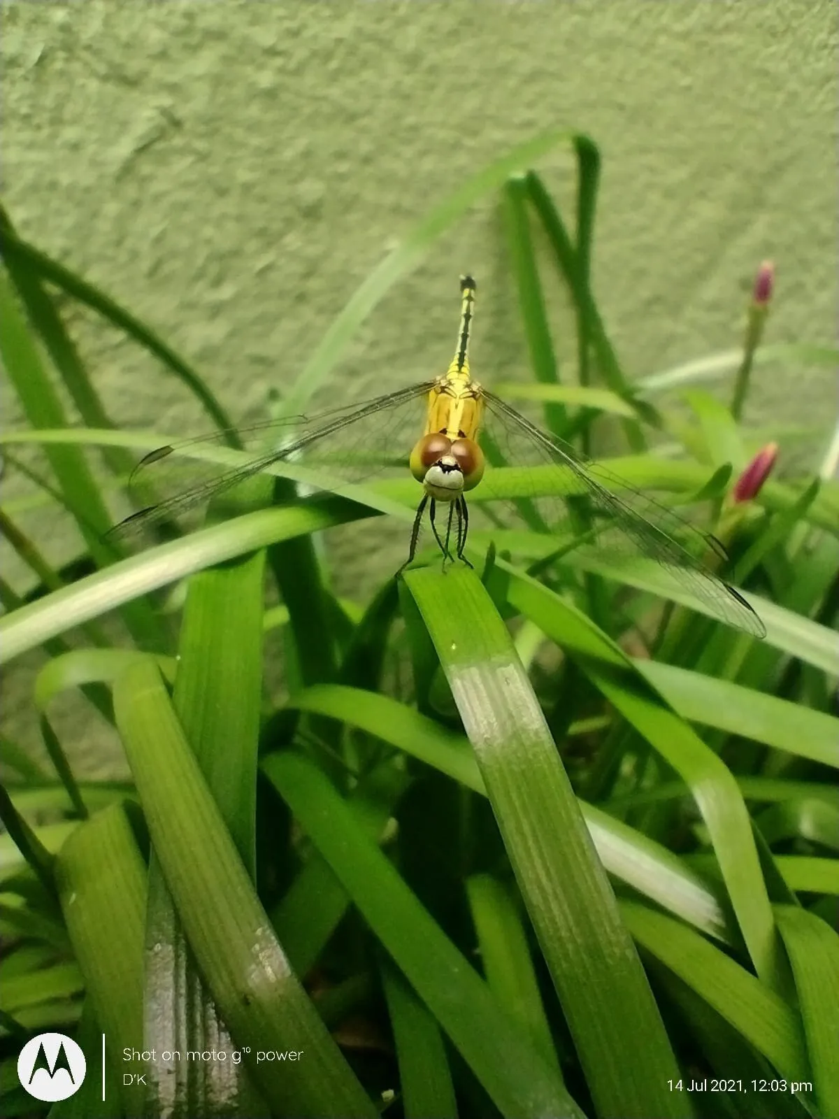 Flower not alone!