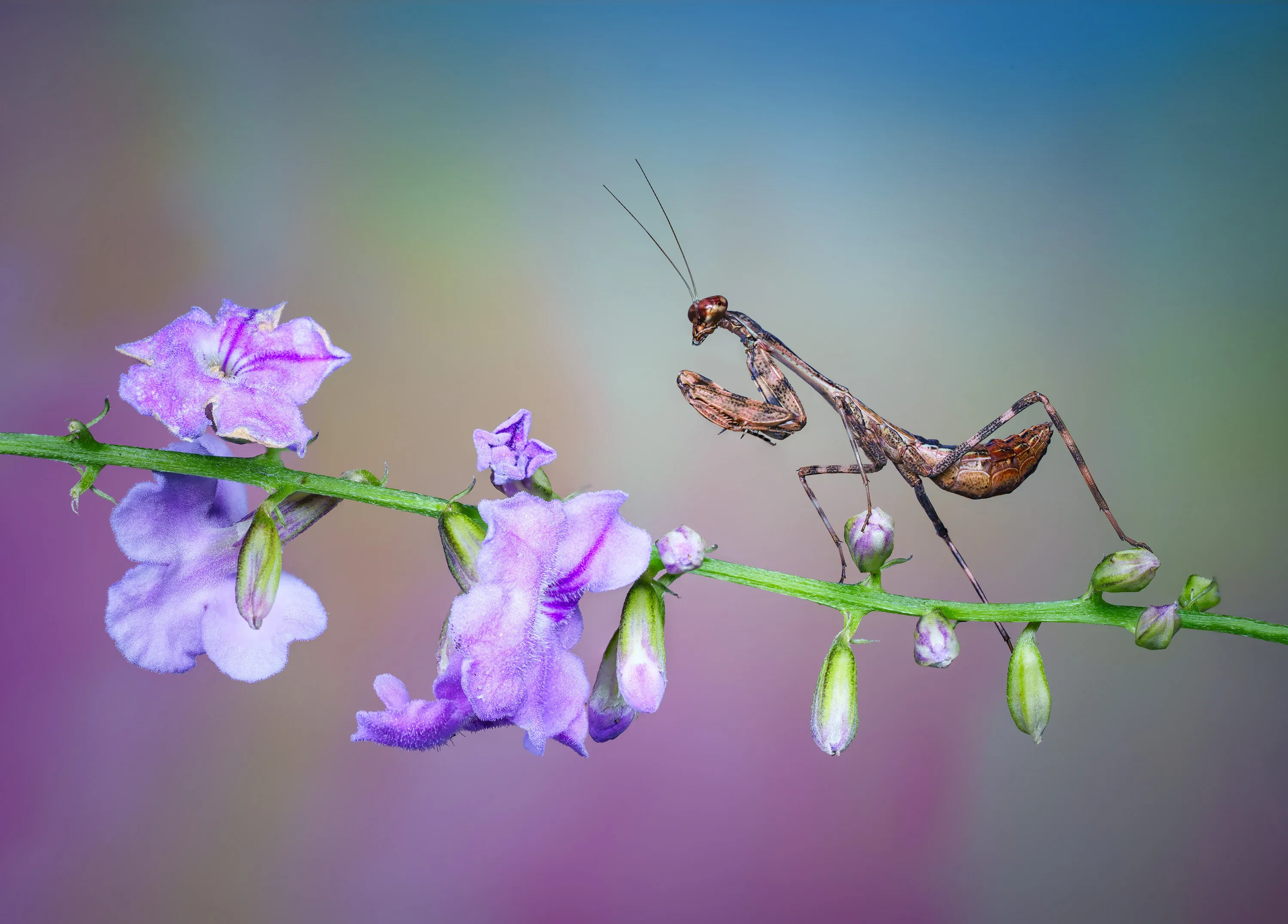 Lilac Mantis Dream