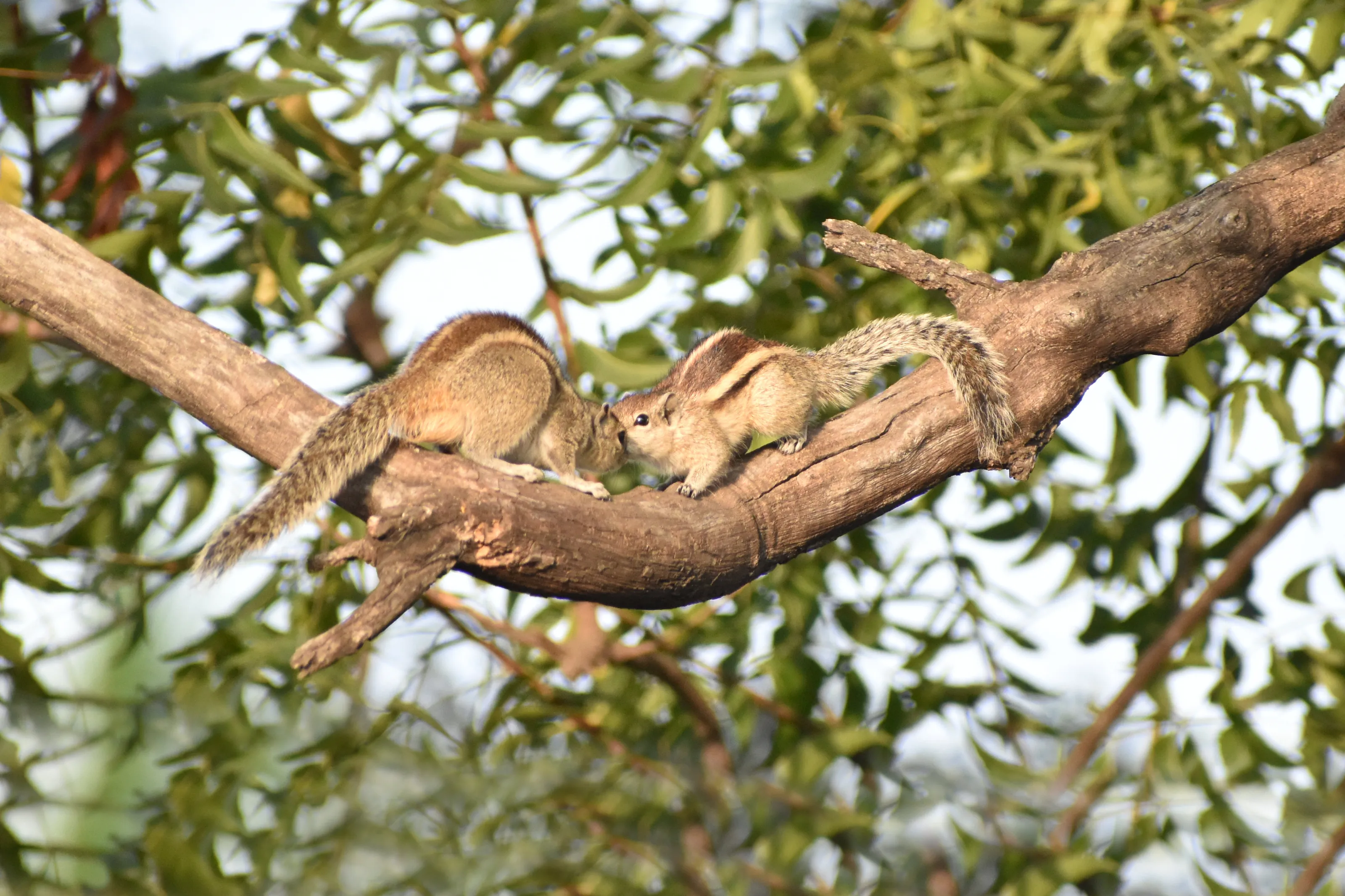 Pure Love of the Two Squirrels
