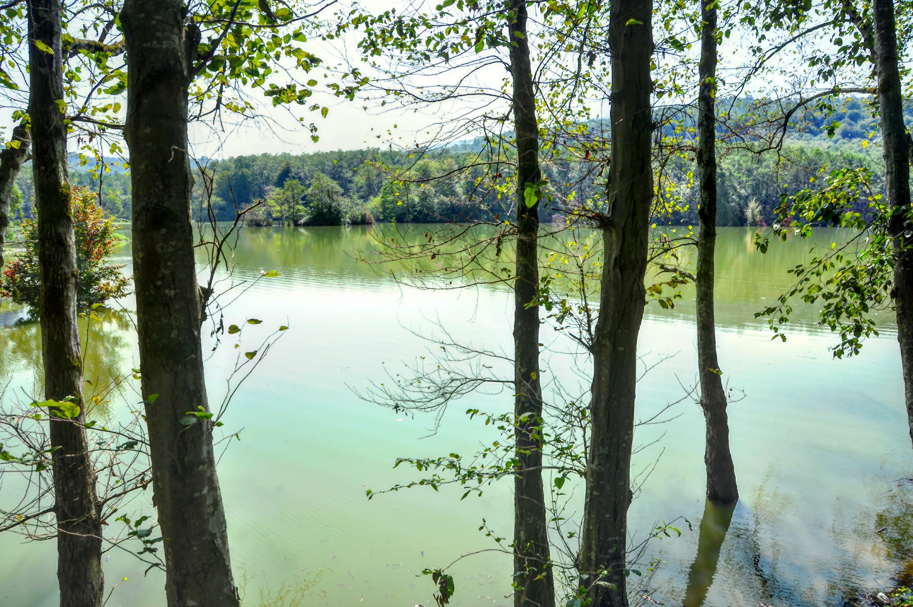 Pond life