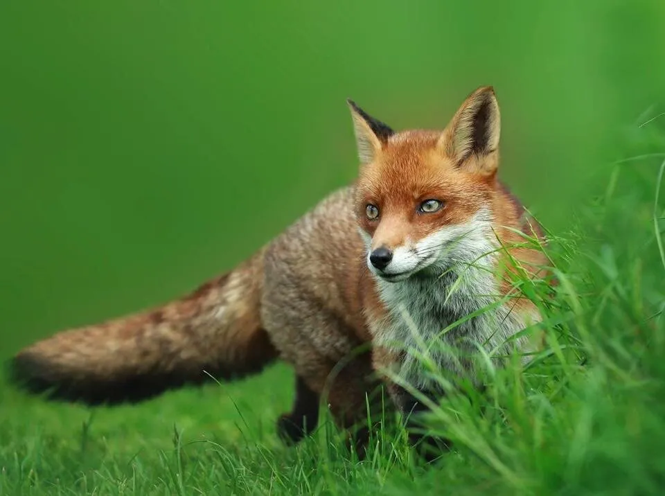 Red Fox On The Prowl