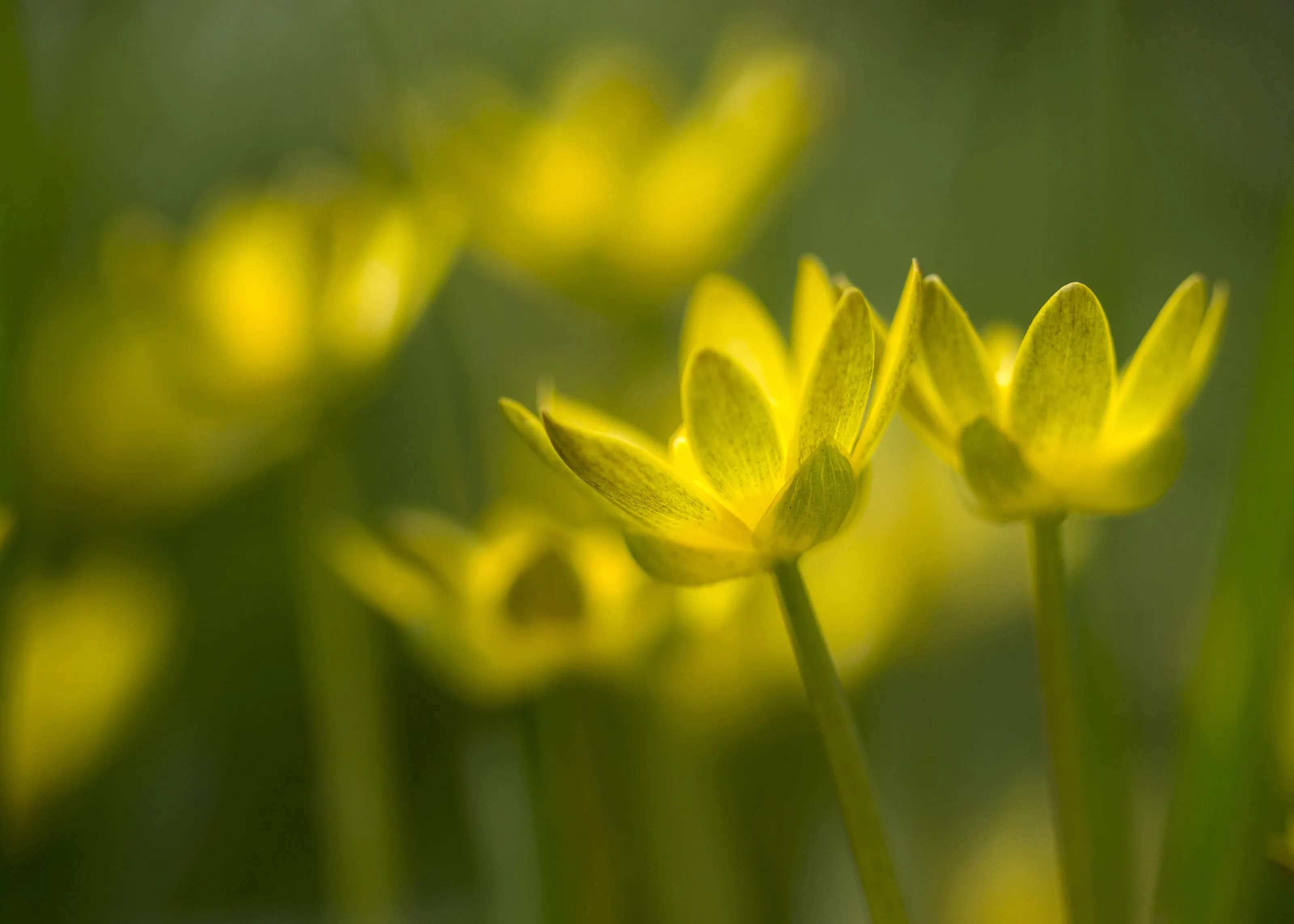 Celandine