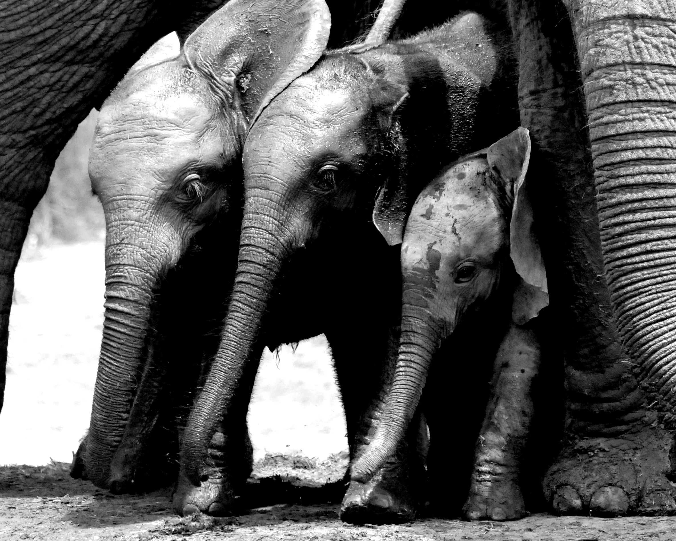 3 kids