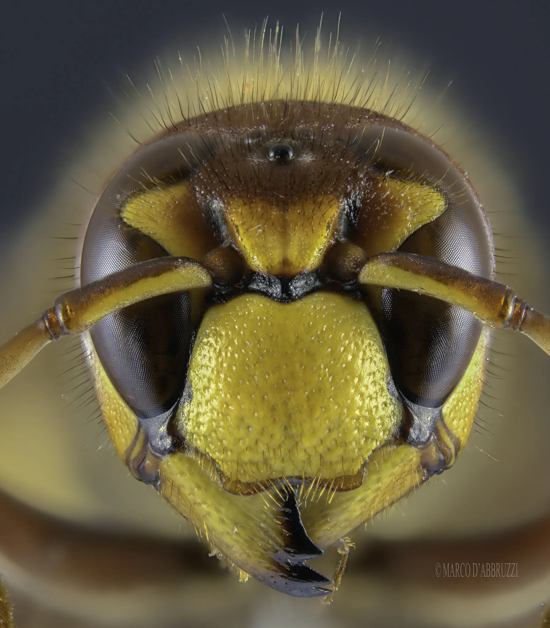 Vespa crabro