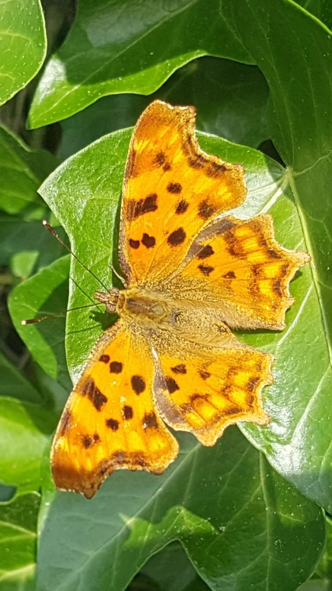 Butterfly