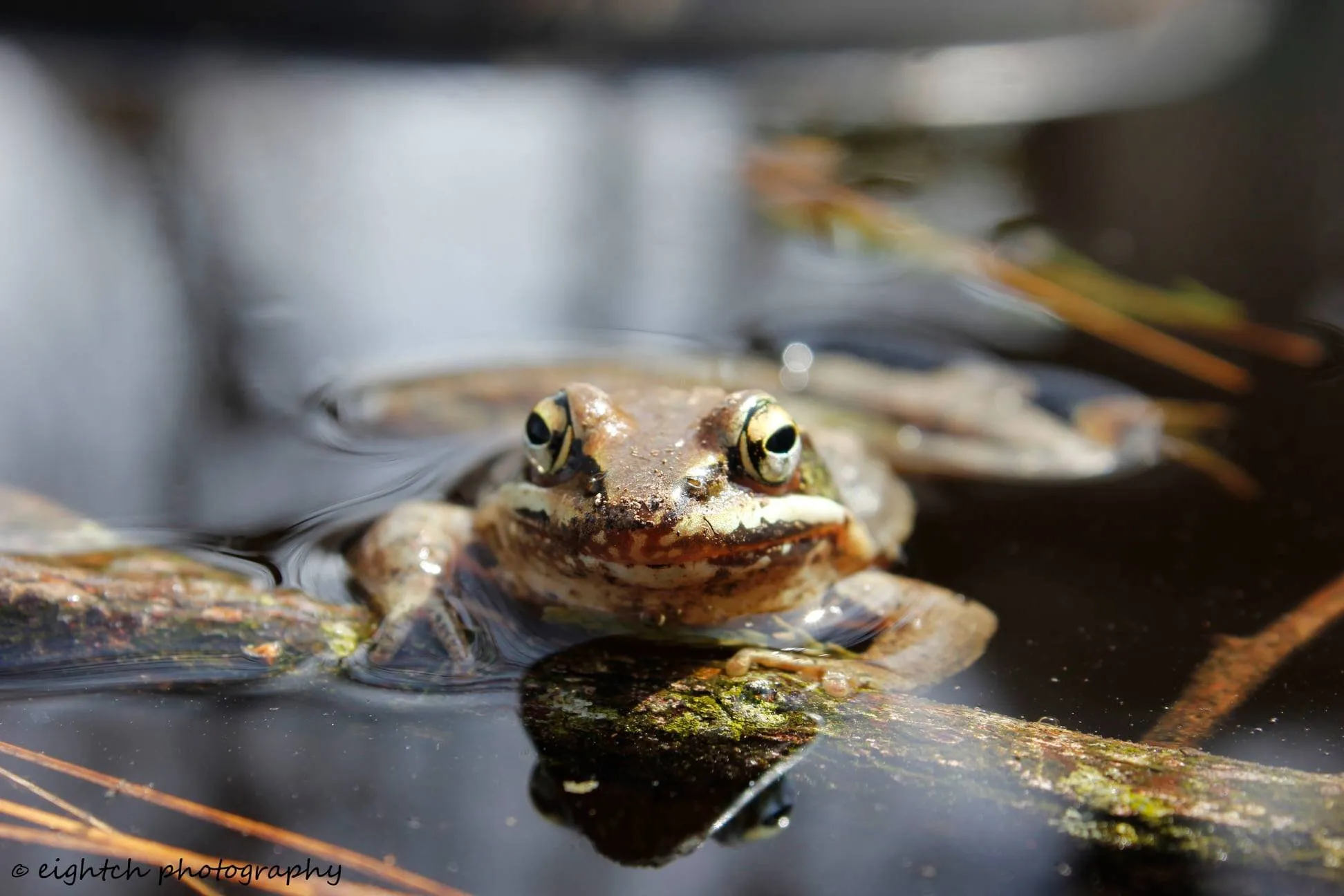 FROG ON A LOG