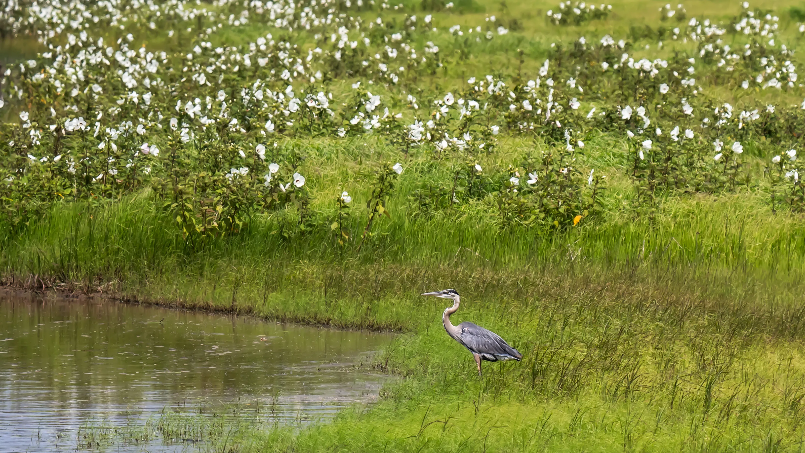 Great Blue