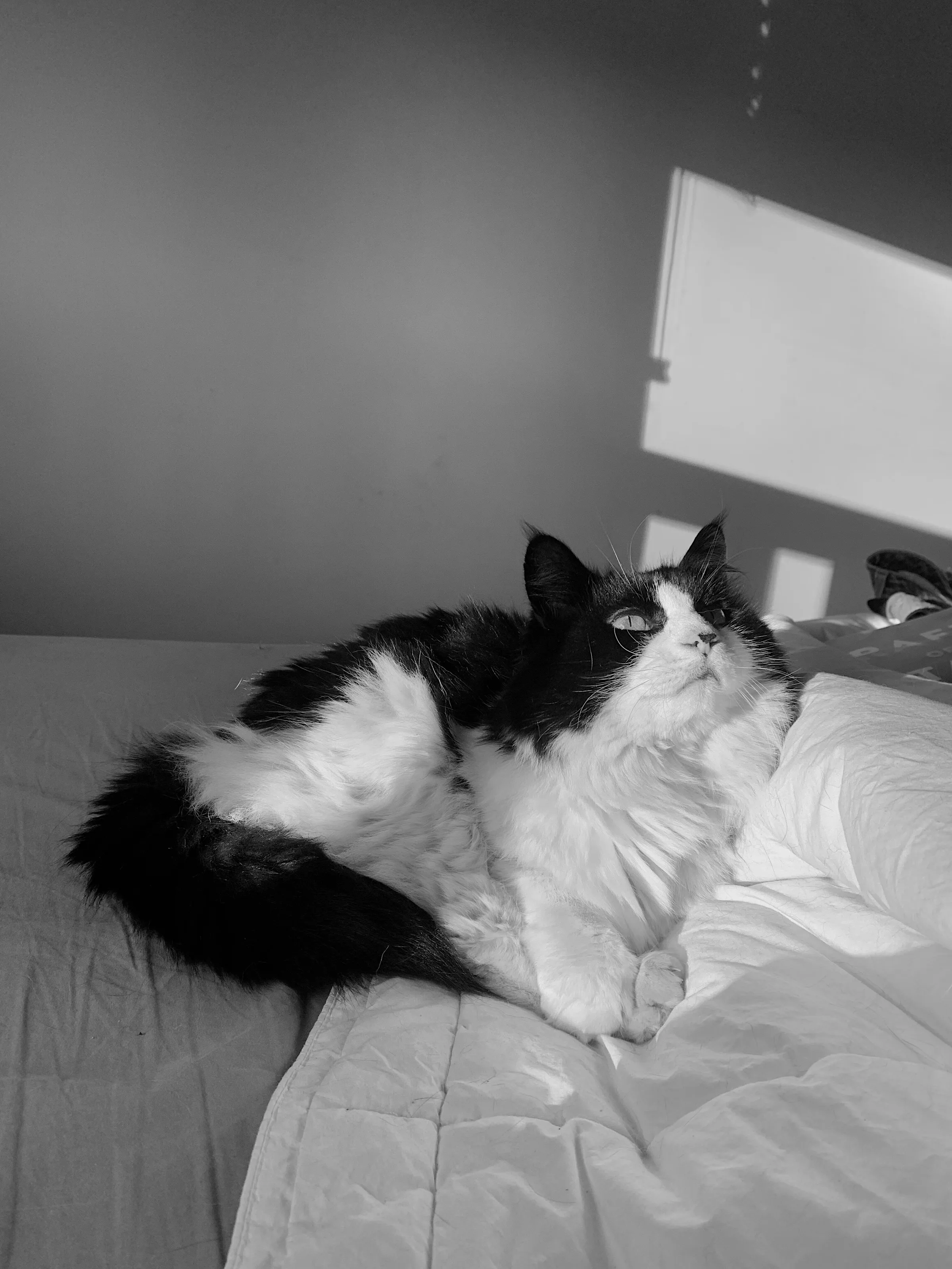Puss puss