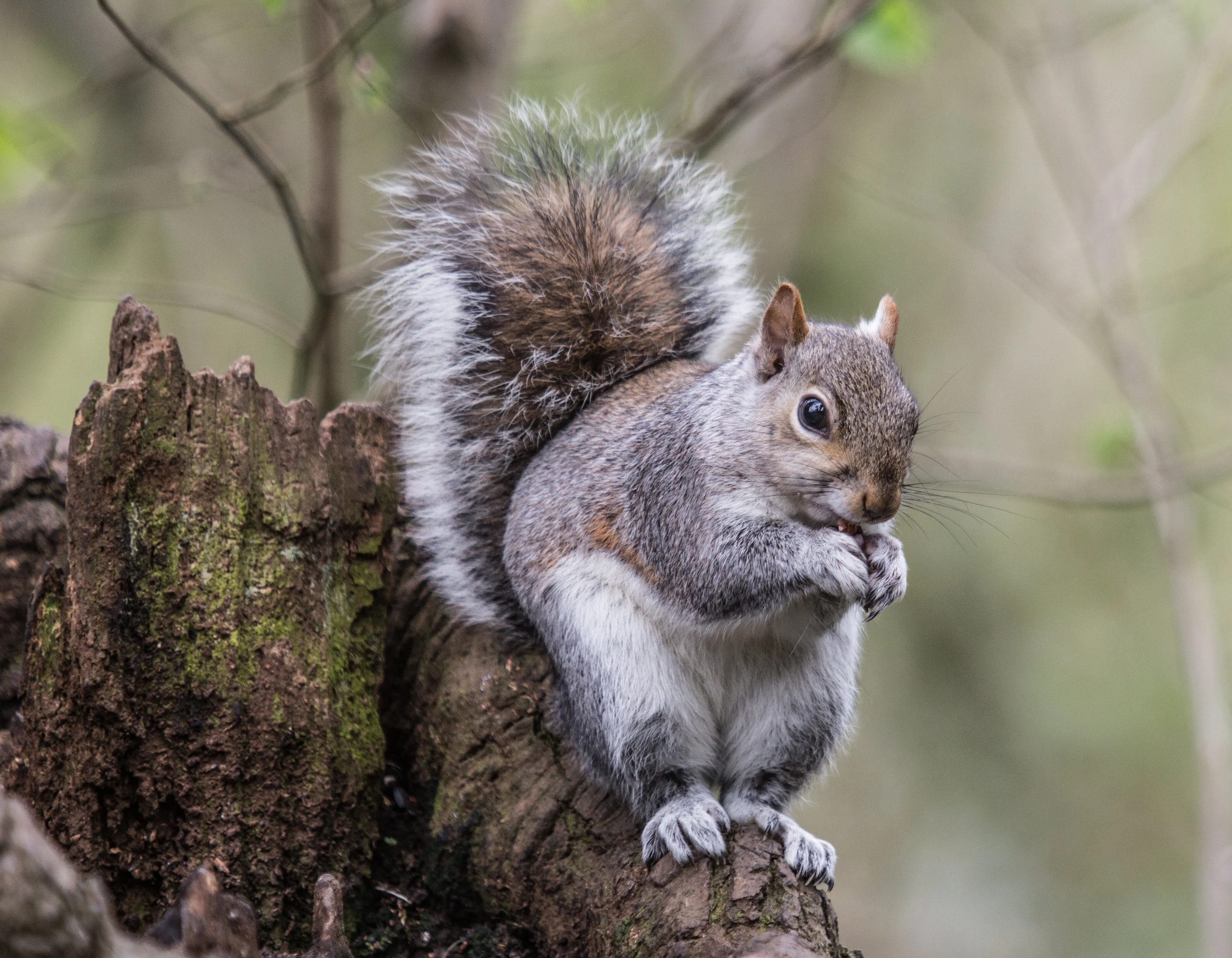 squirrel