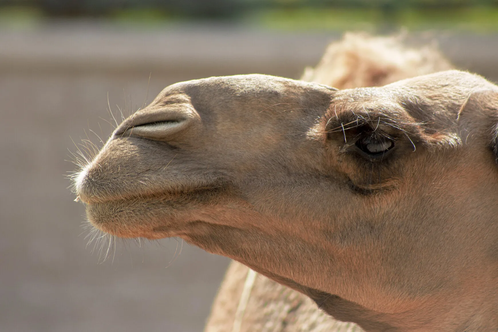 Mighty Camel