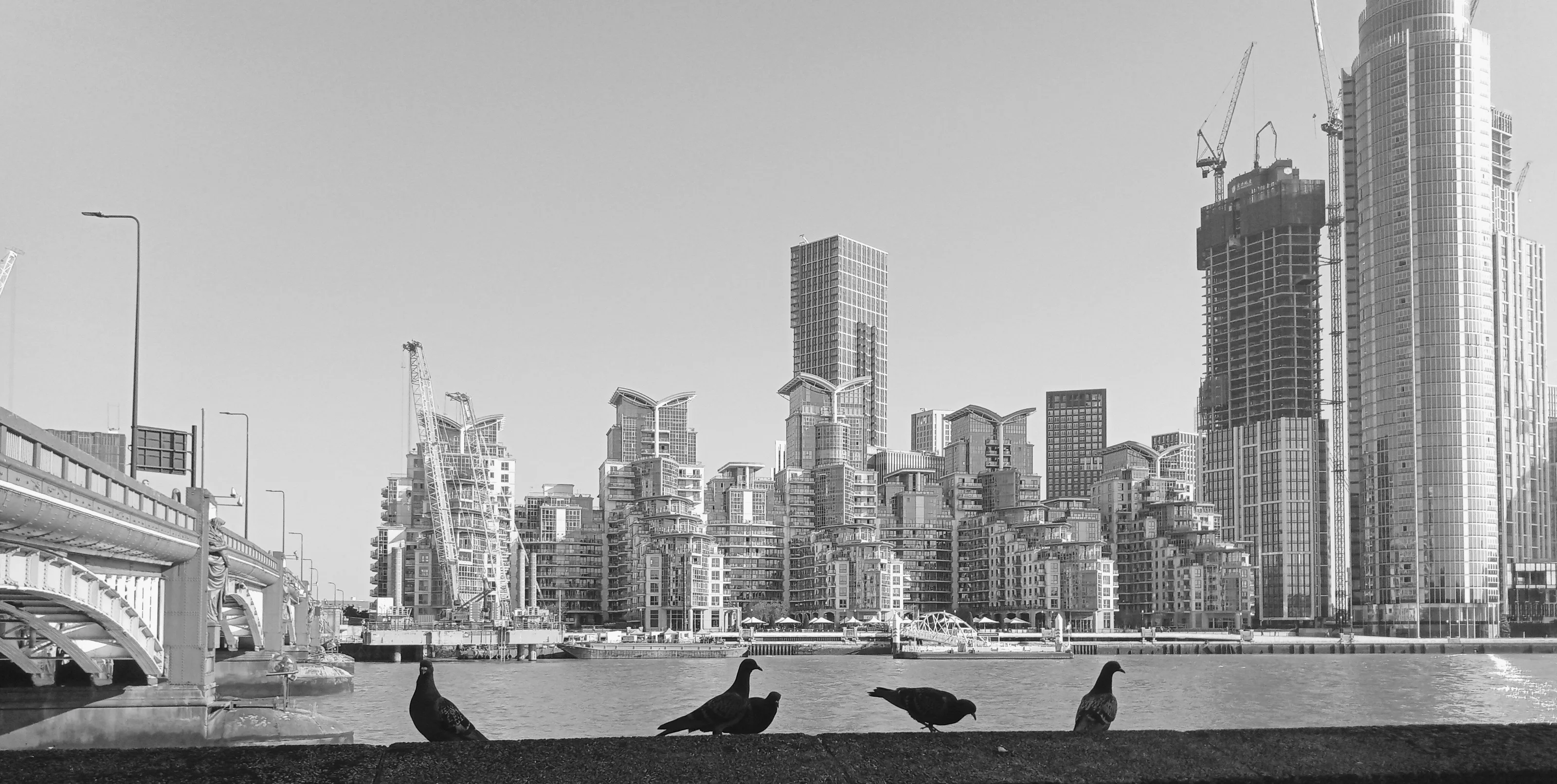 Pigeons by the Thames