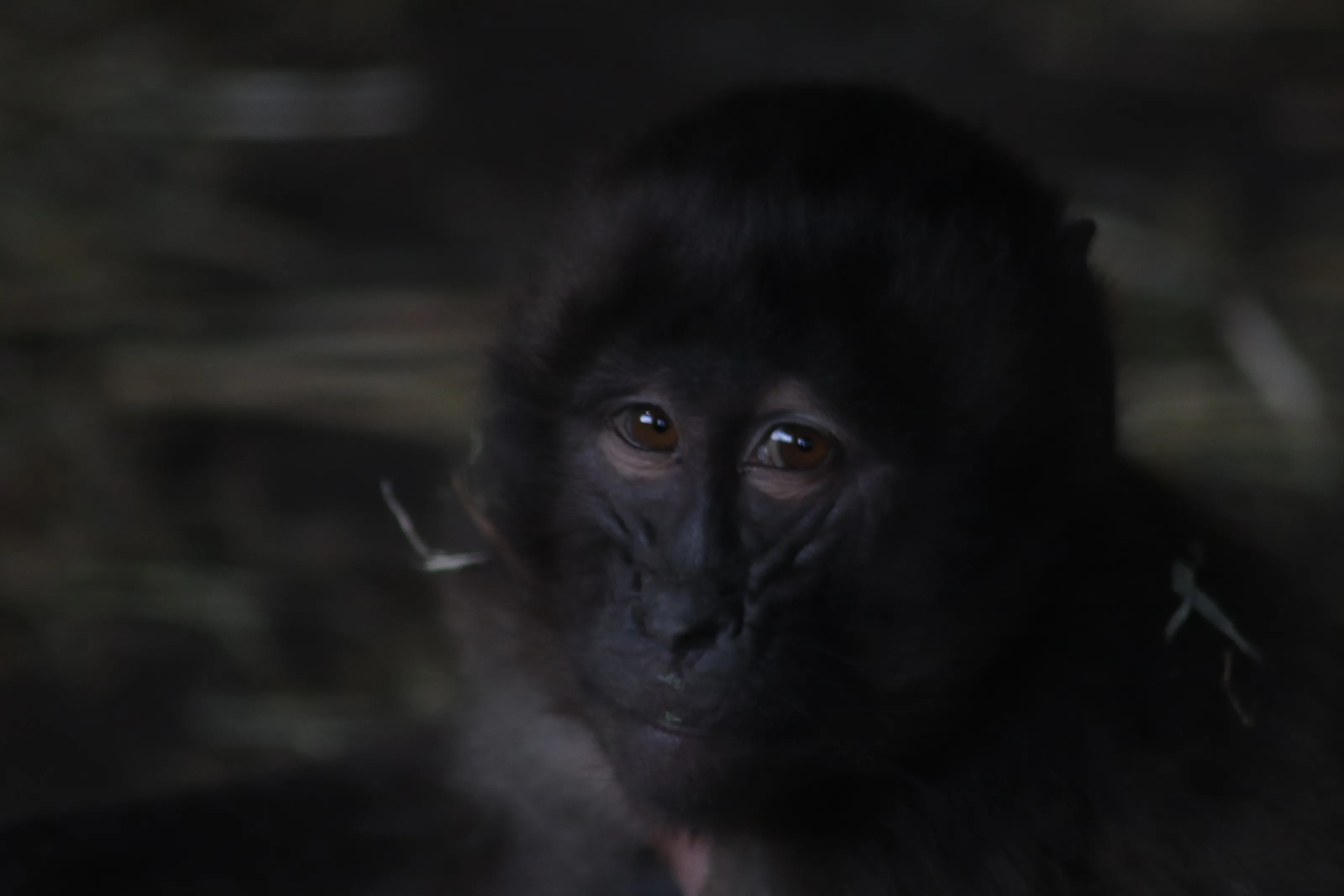 Baby monkey