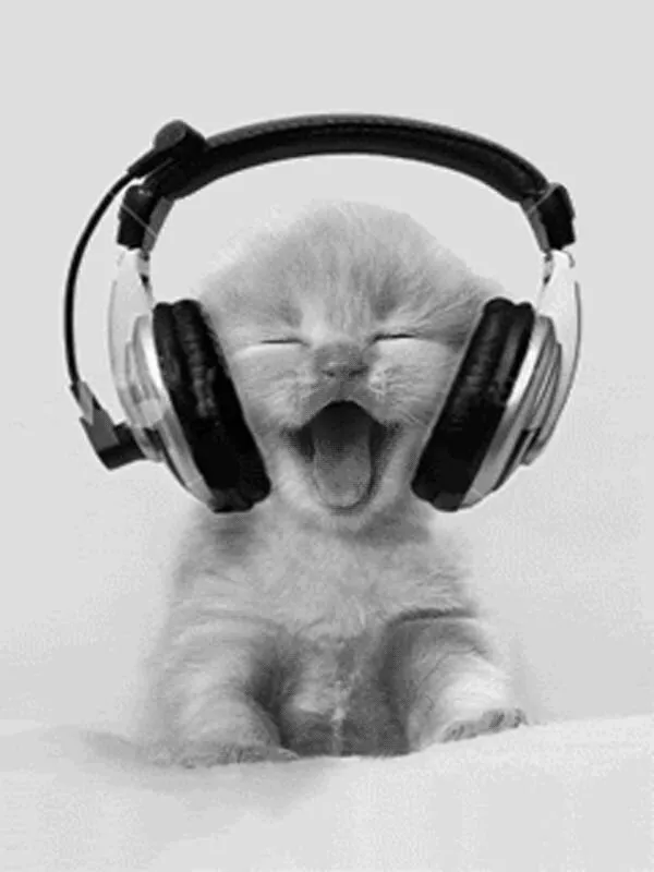 cat music