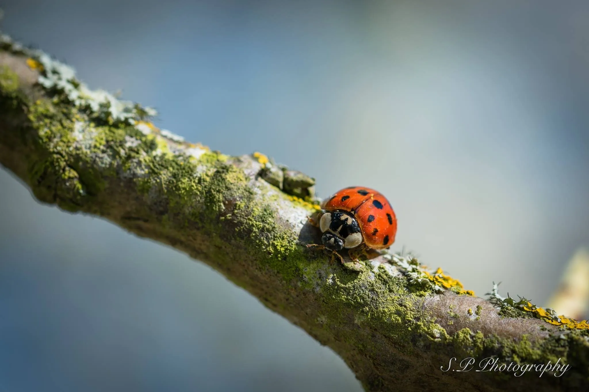 Ladybird