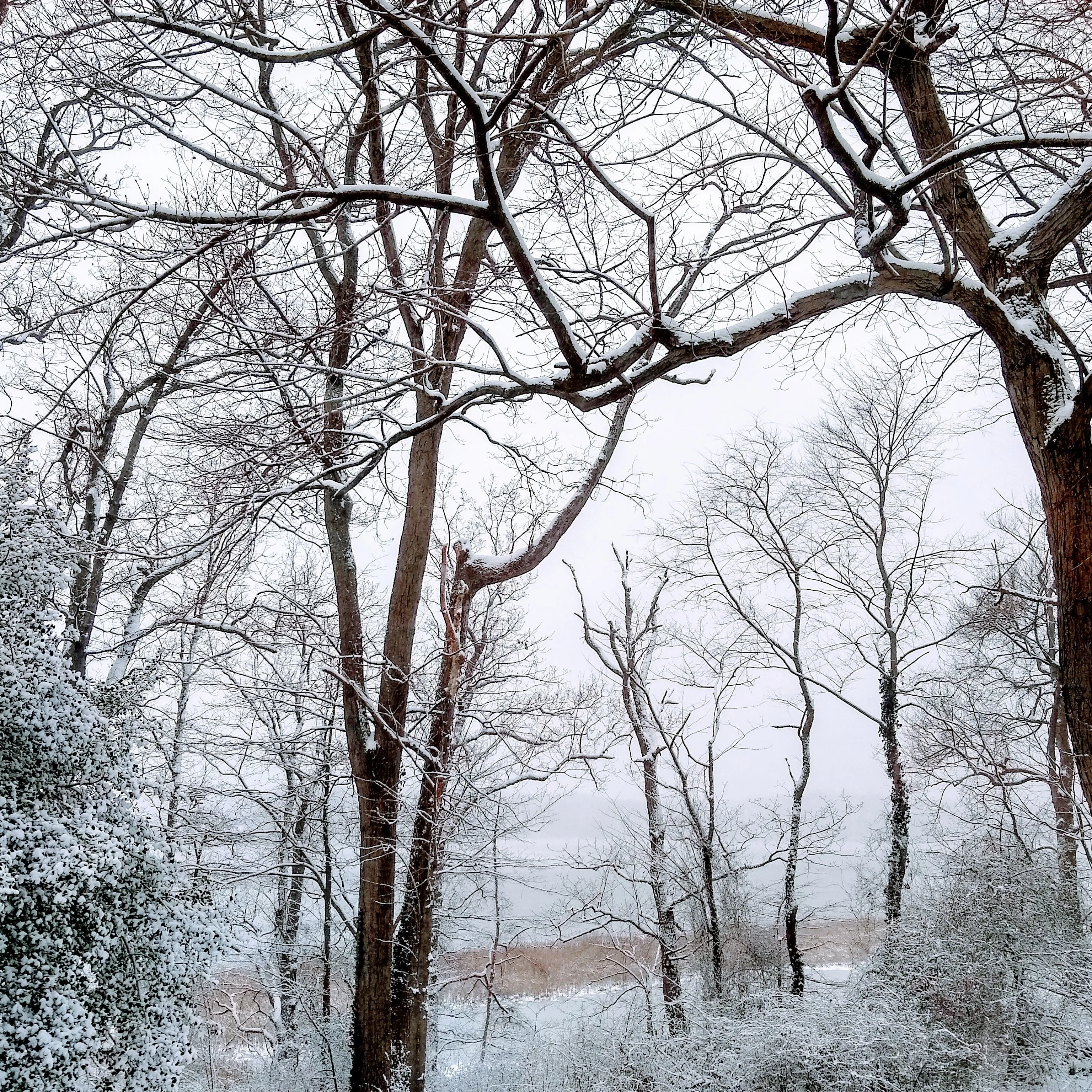 Backyard Wonderland