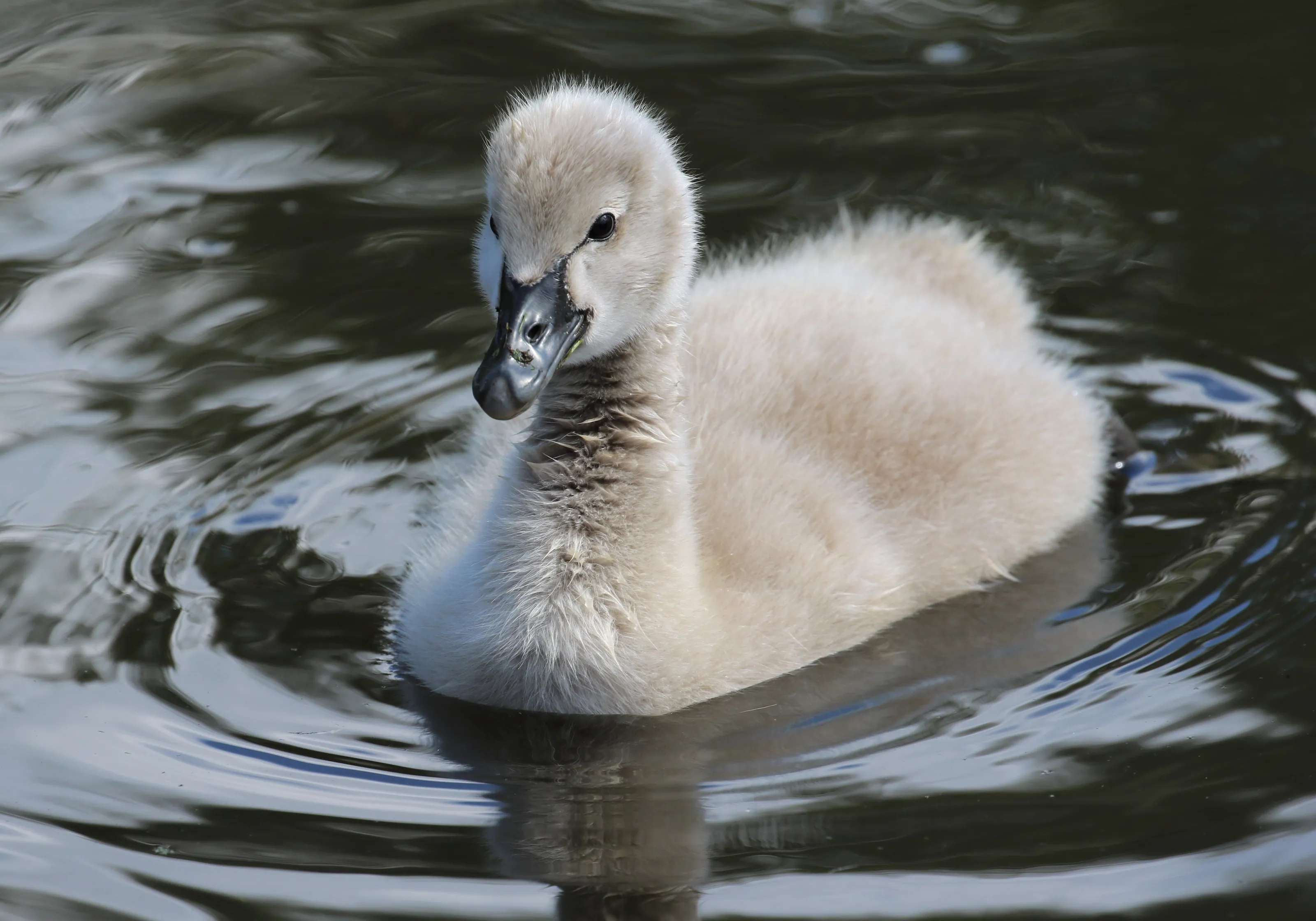 Black Swan Cygnet