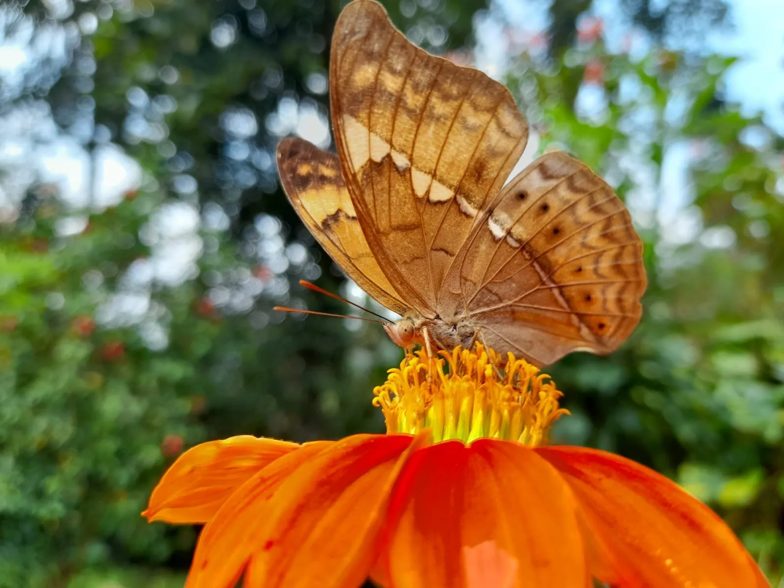 Butterfly