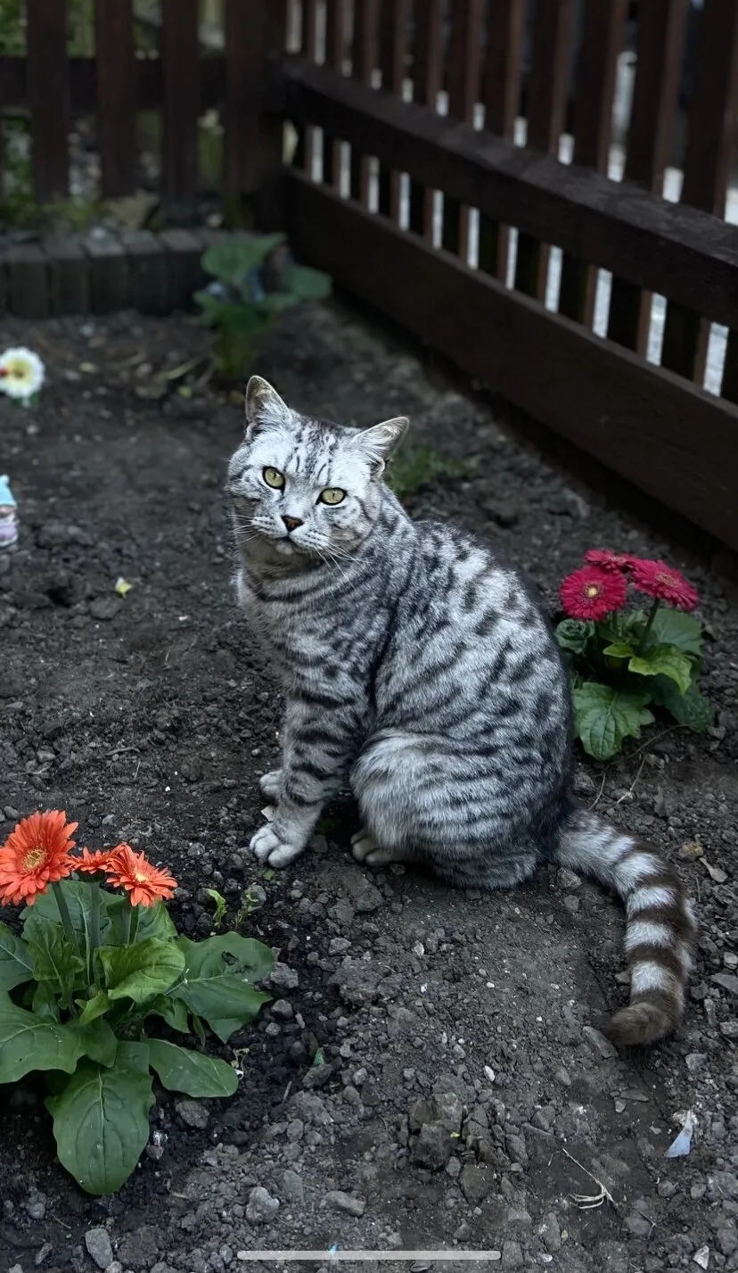 Photogenic kitty