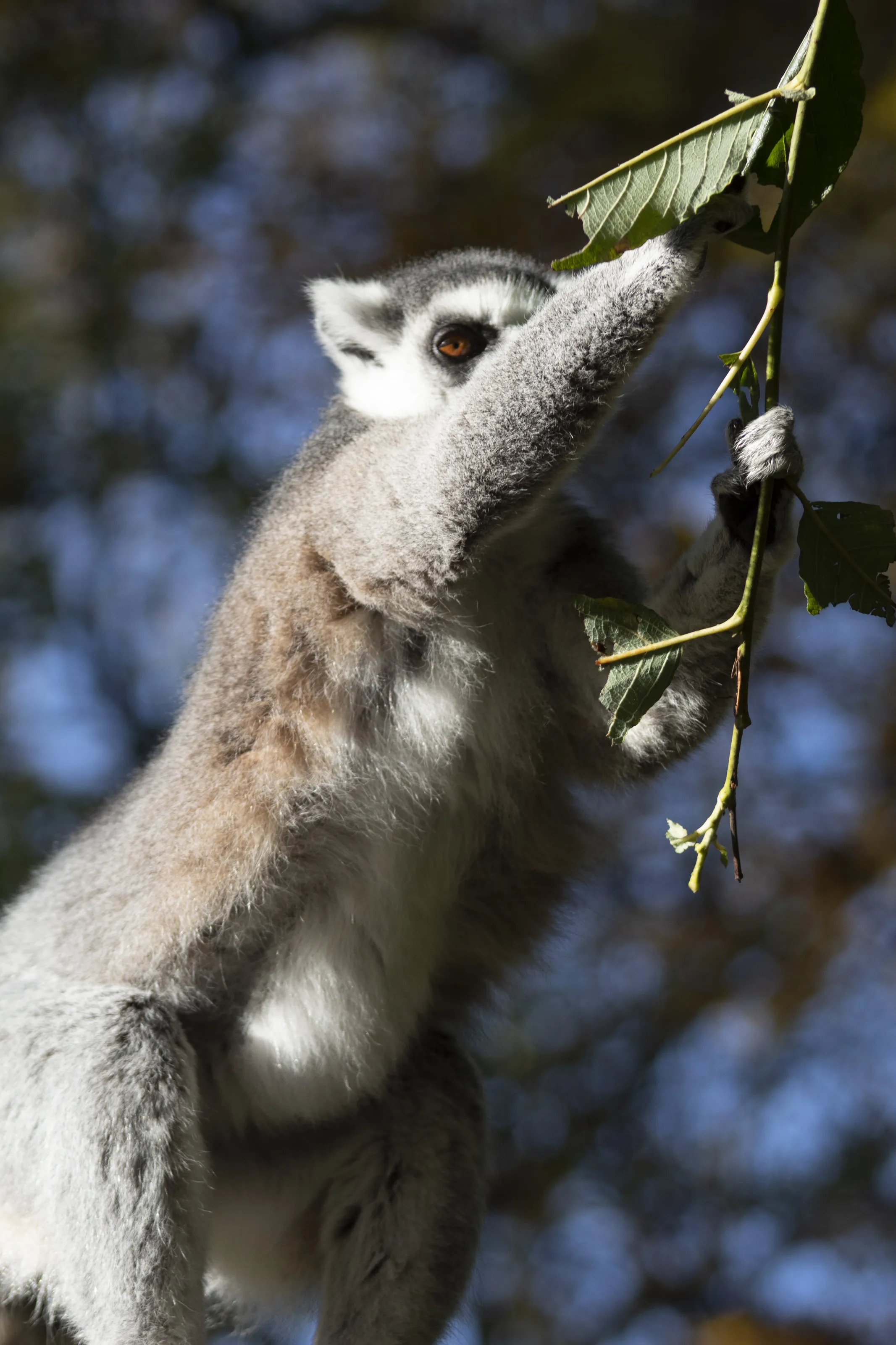 Ring Tailed Lemur Picking Leaf
