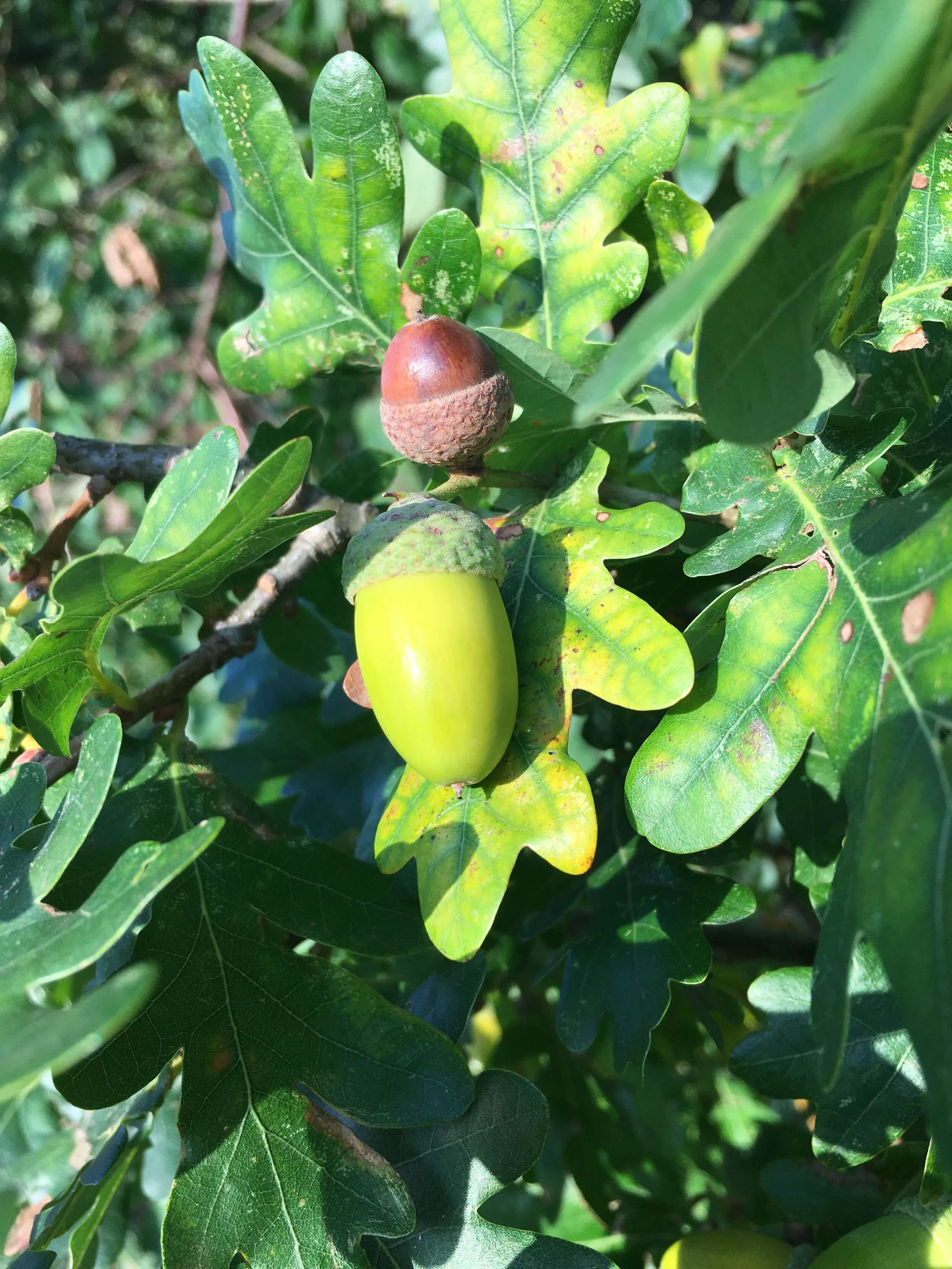 Seeds of nature