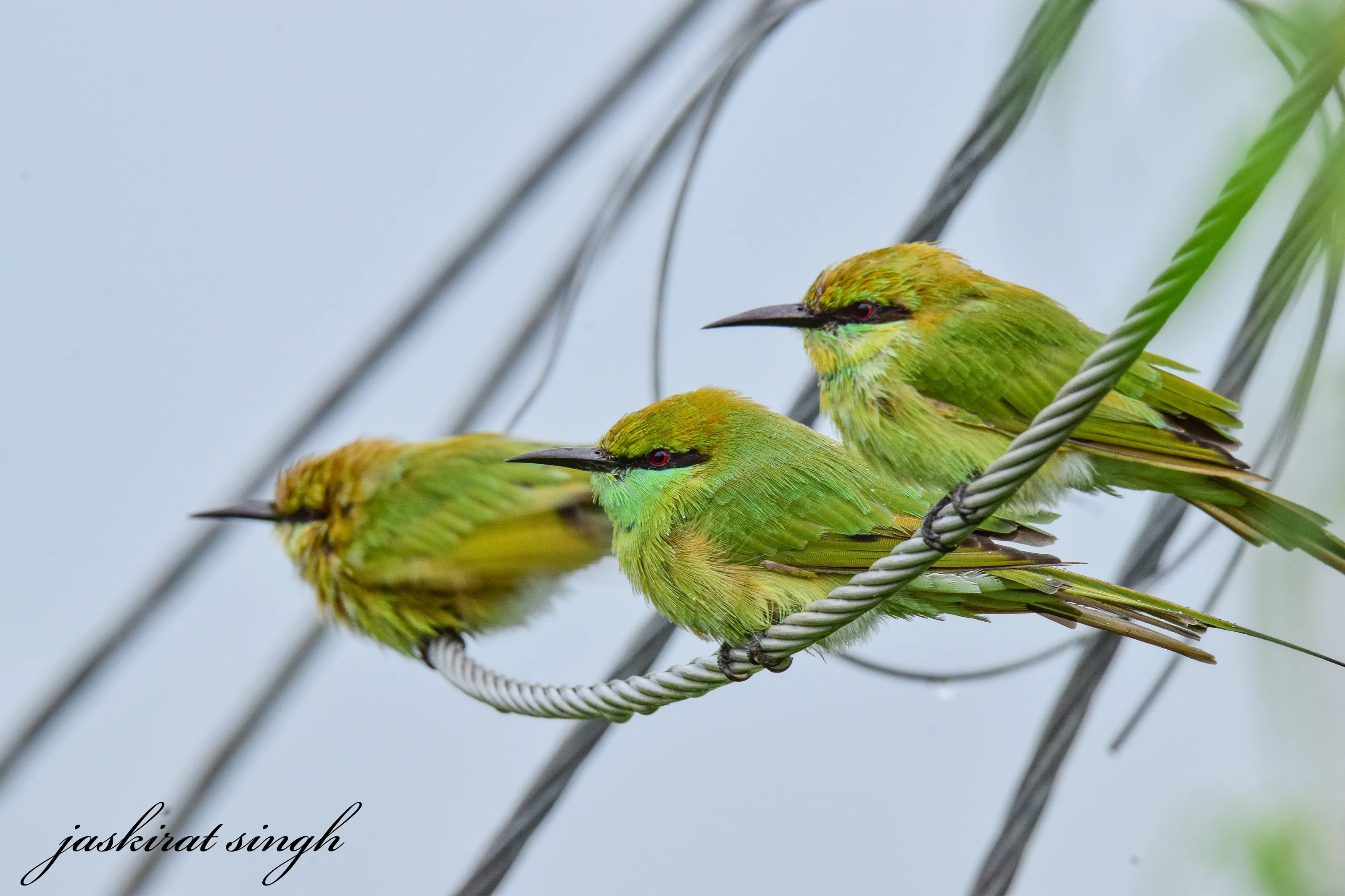 Bee Eater