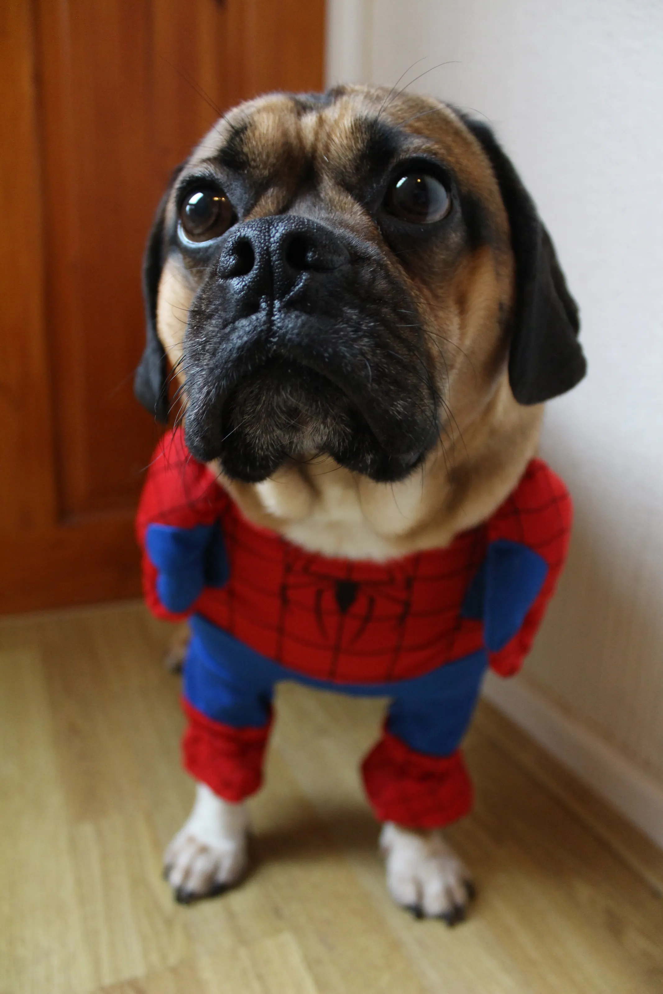 Spiderdog!