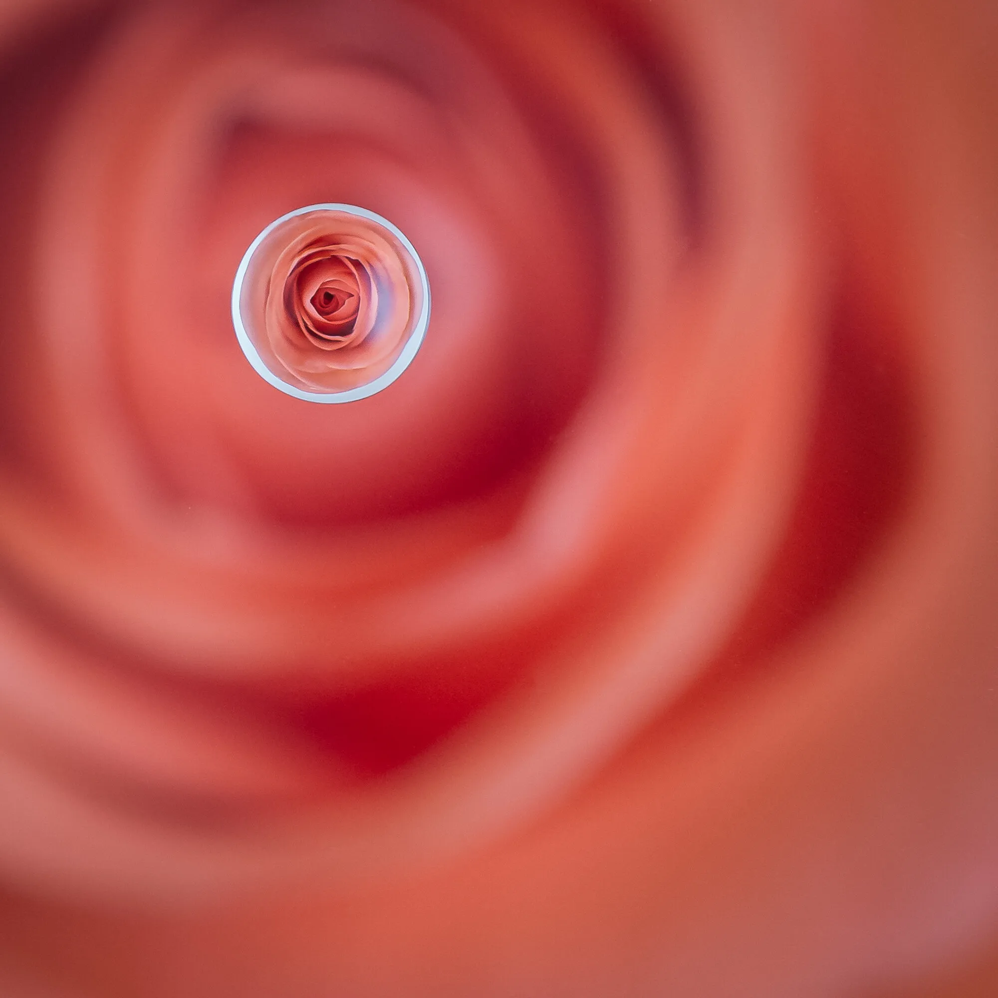 rose within a rose