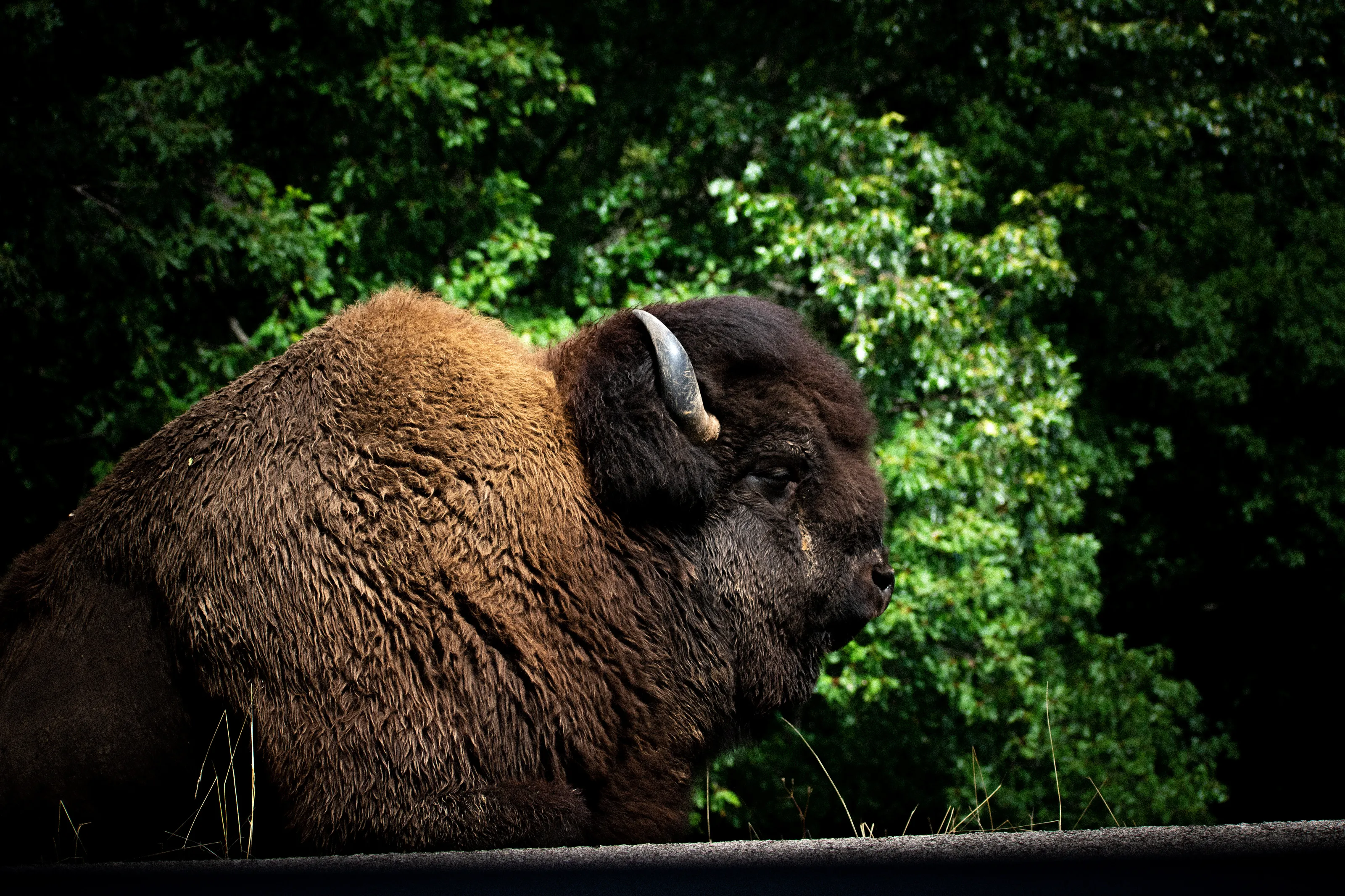 just a Buffalo