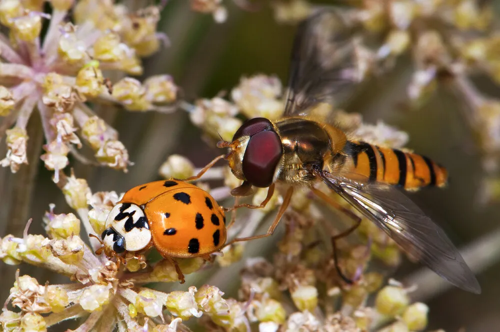 Ladybird and Hoverfly