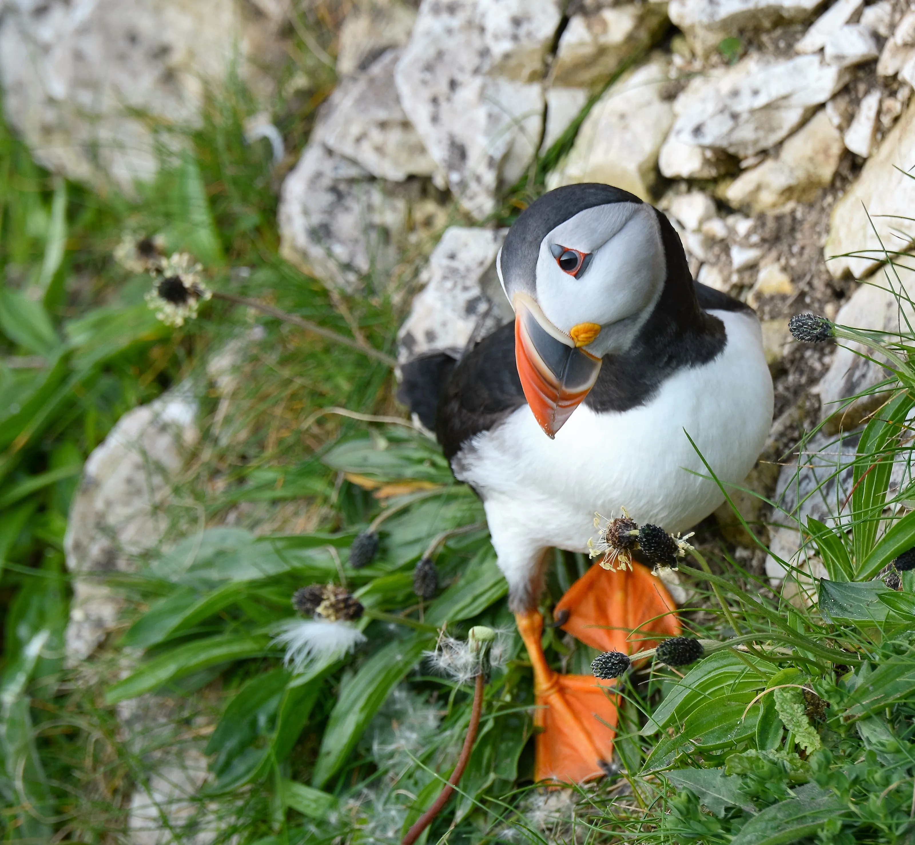Puffin