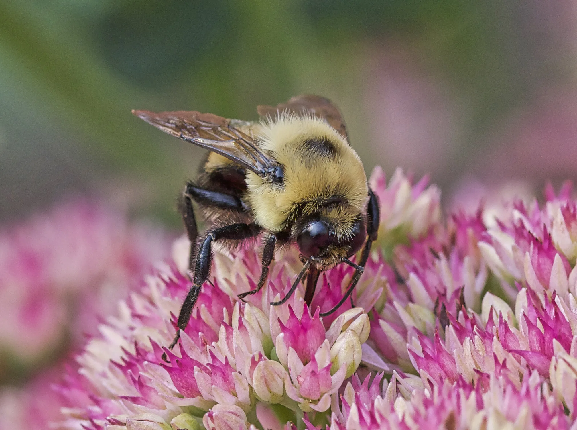 Bee Power