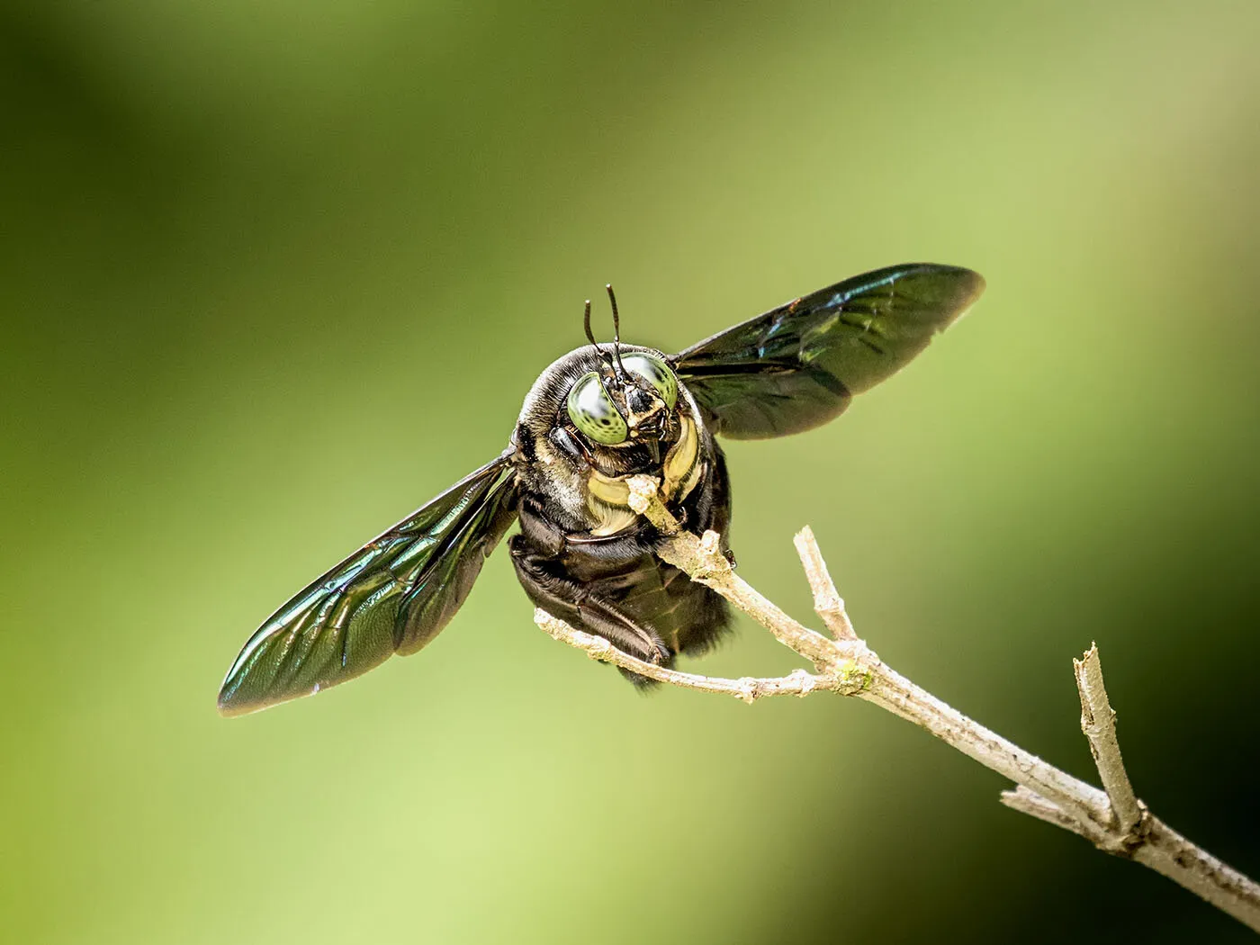 Carpenter Bee