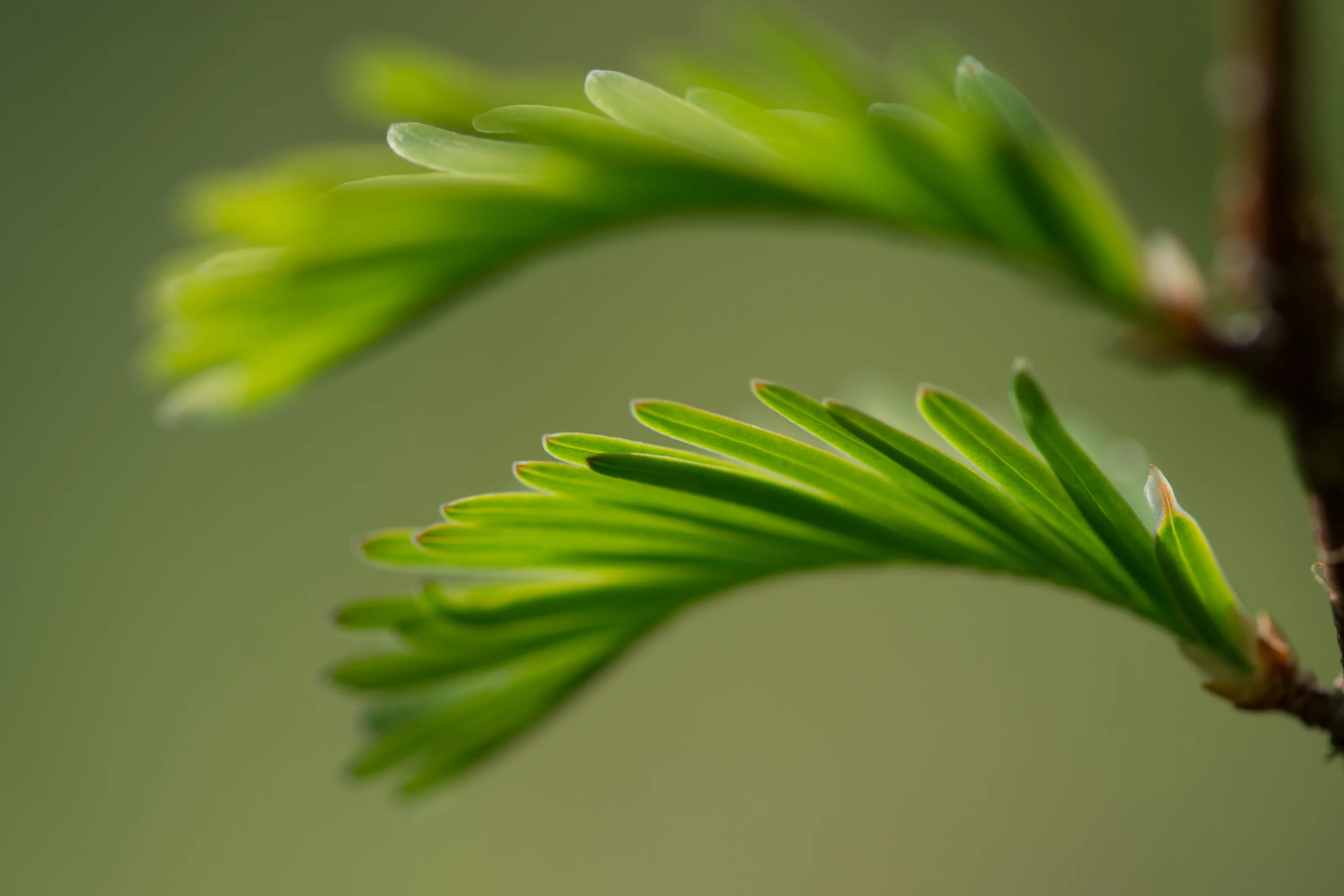 Spring is arrival