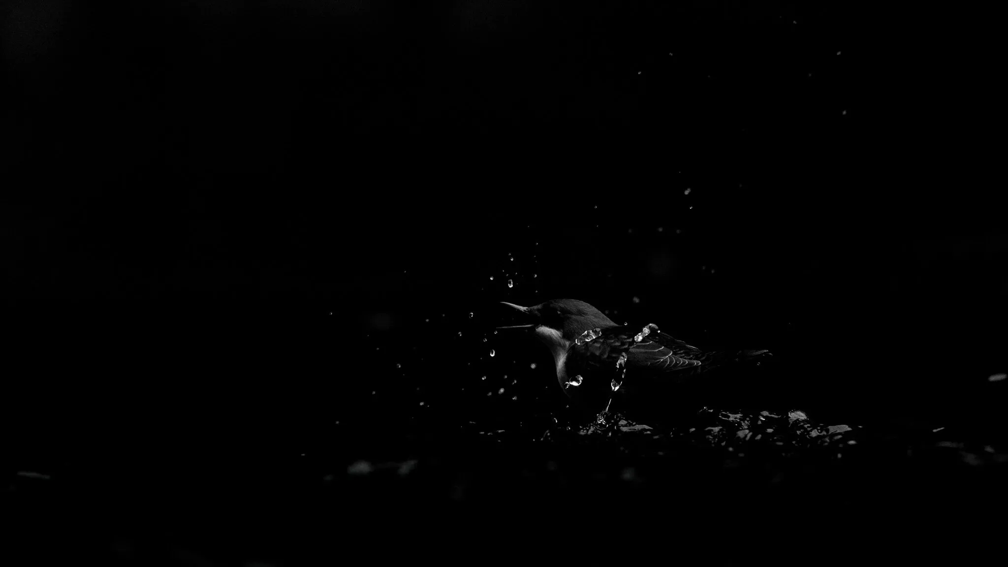 Dipper under bridge arch