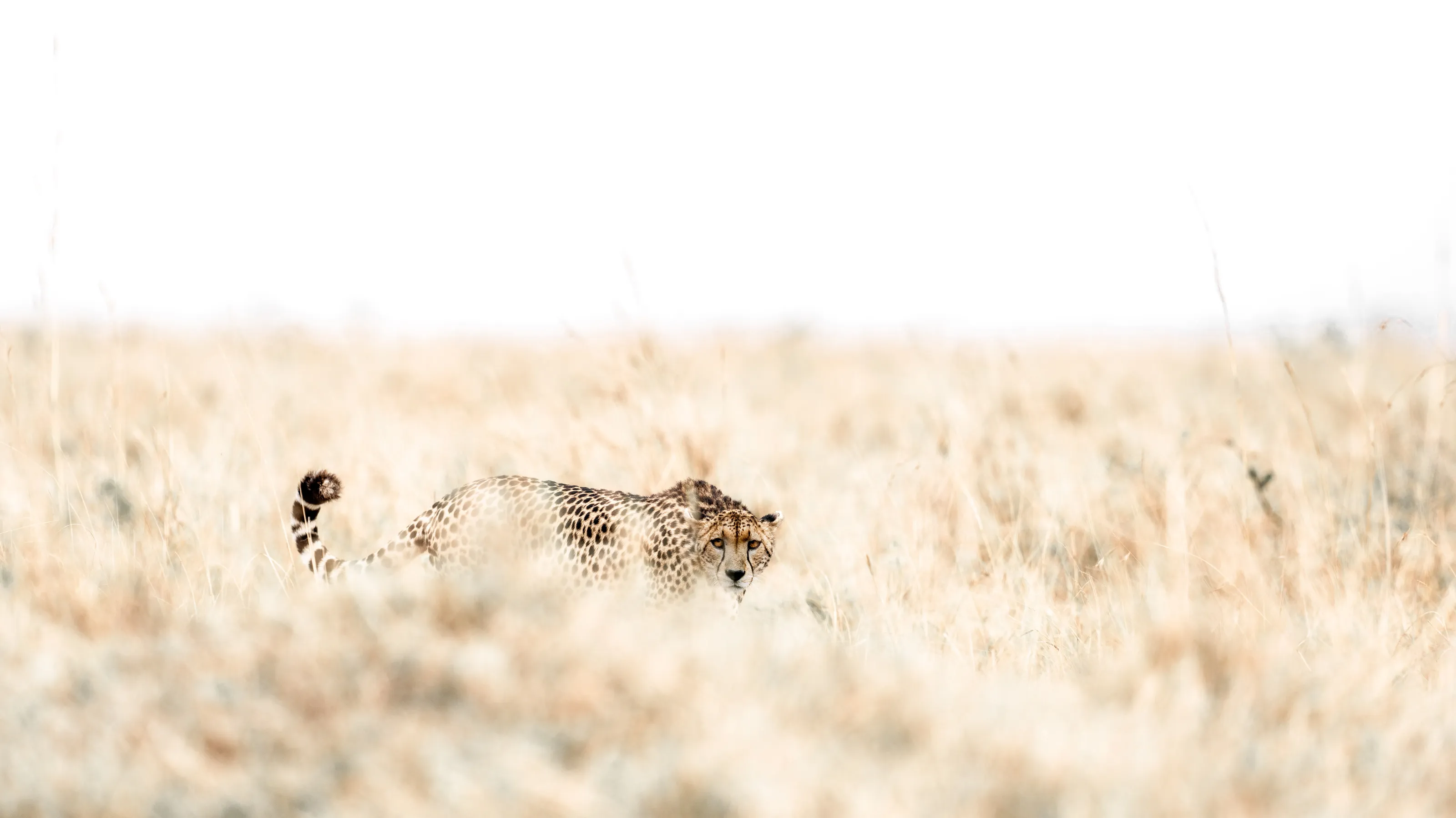 Cheetah:  Full Hunt Mode