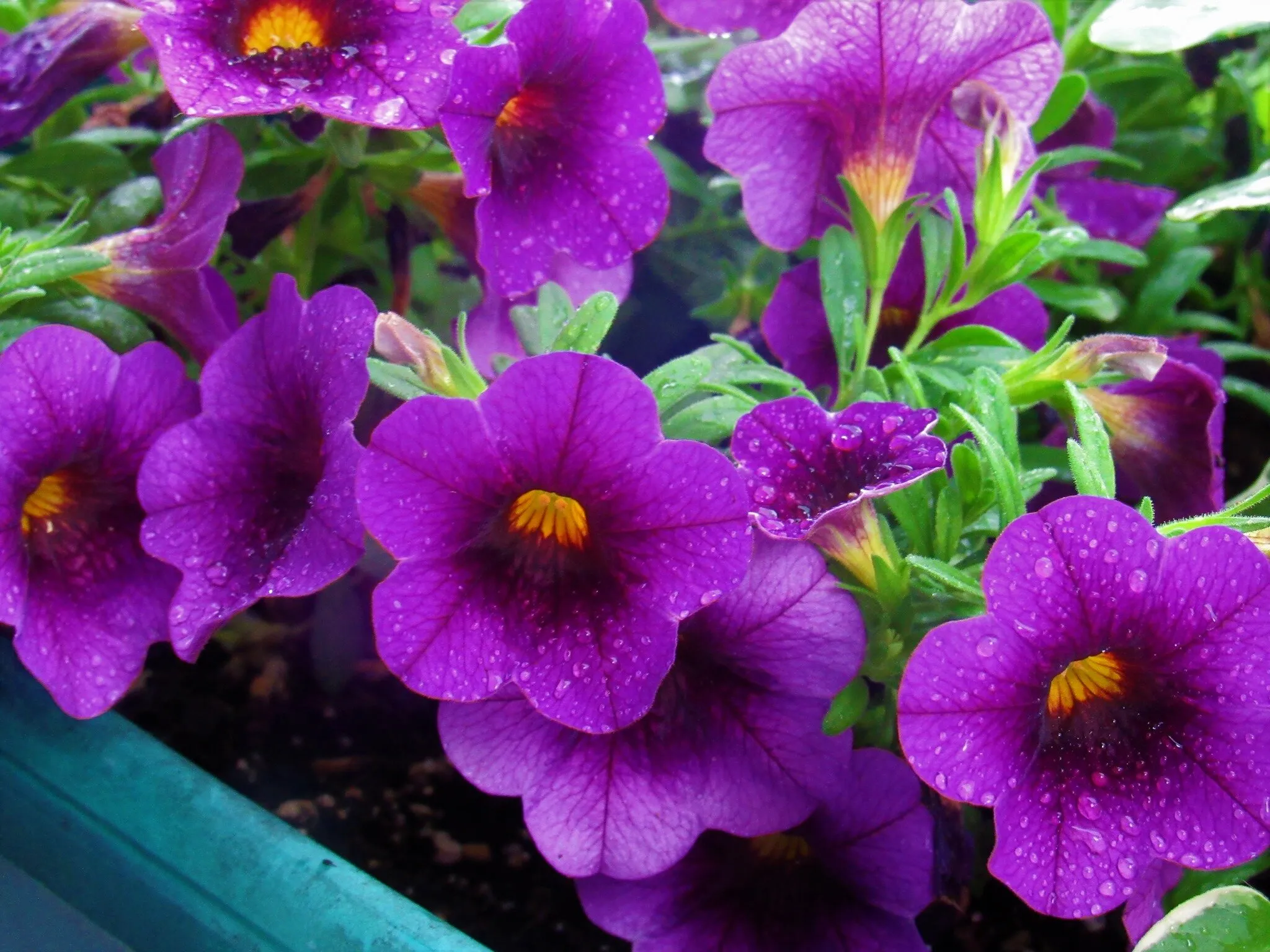 Pretty in Purple