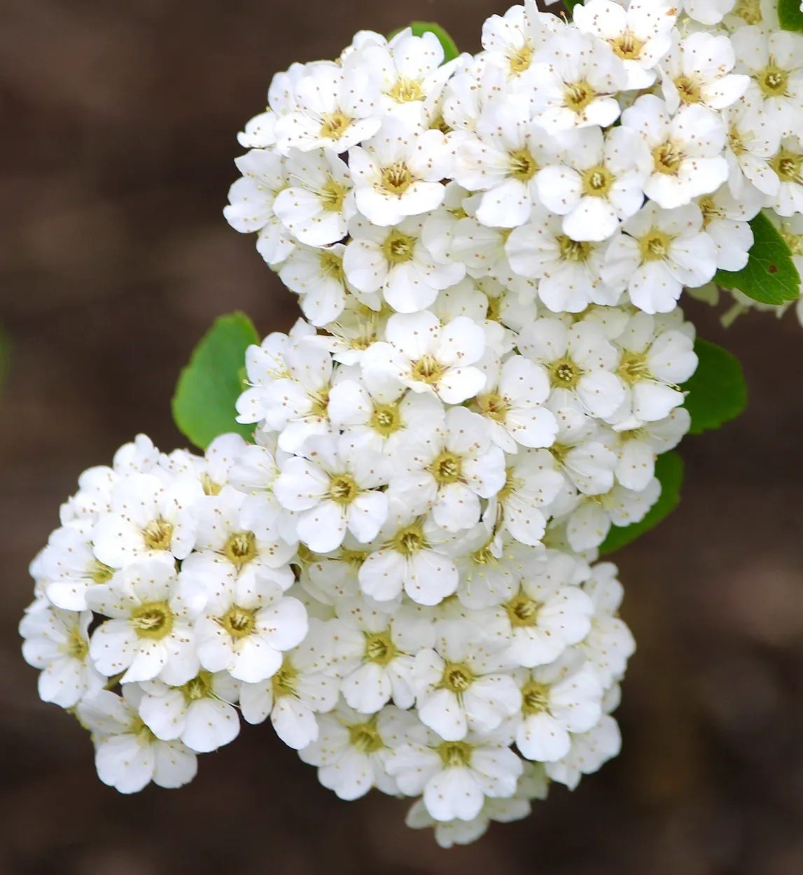 Entry 21587860